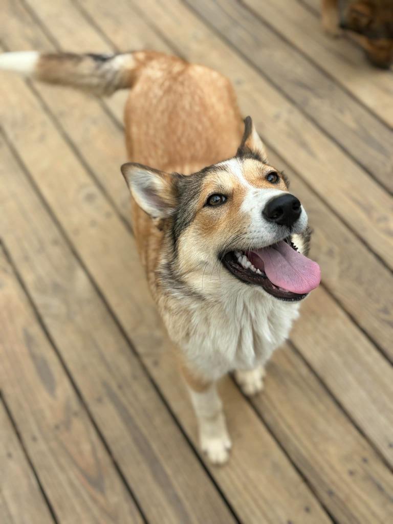 Daisy, Adoptable, Puppy Female Collie.