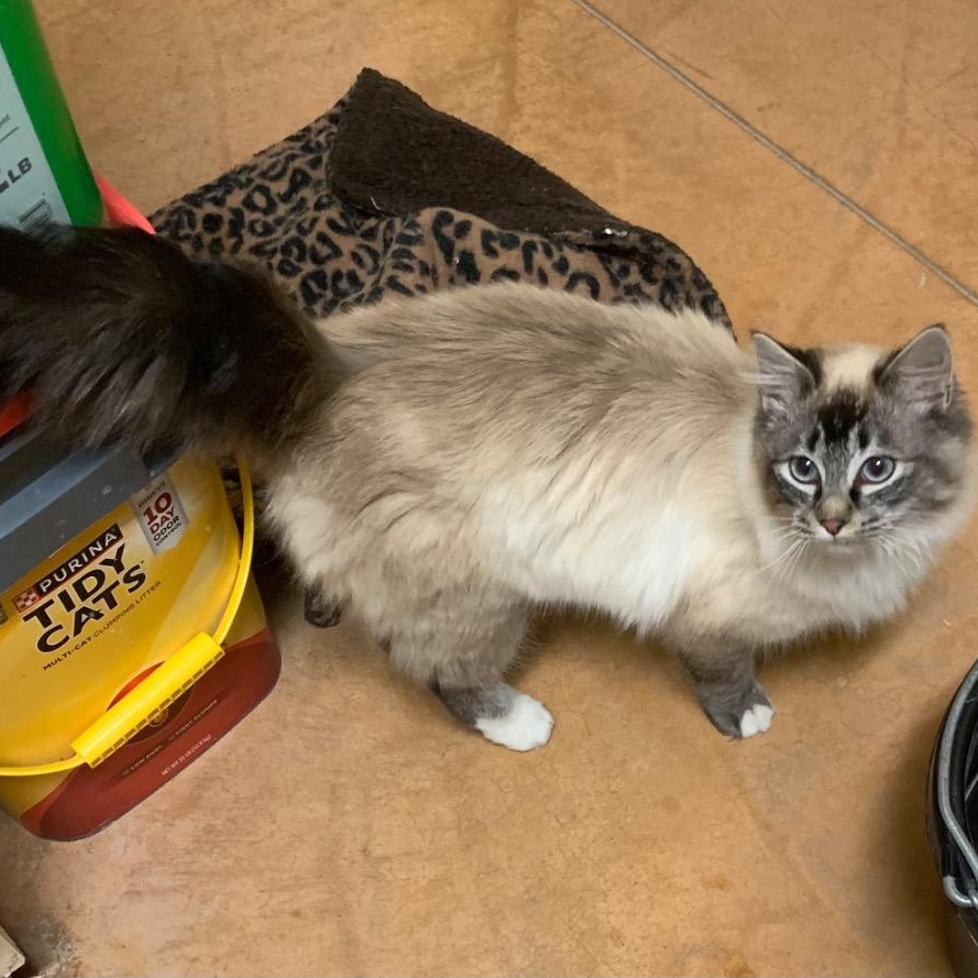 Gary, adopted, Kitten Male Siamese.