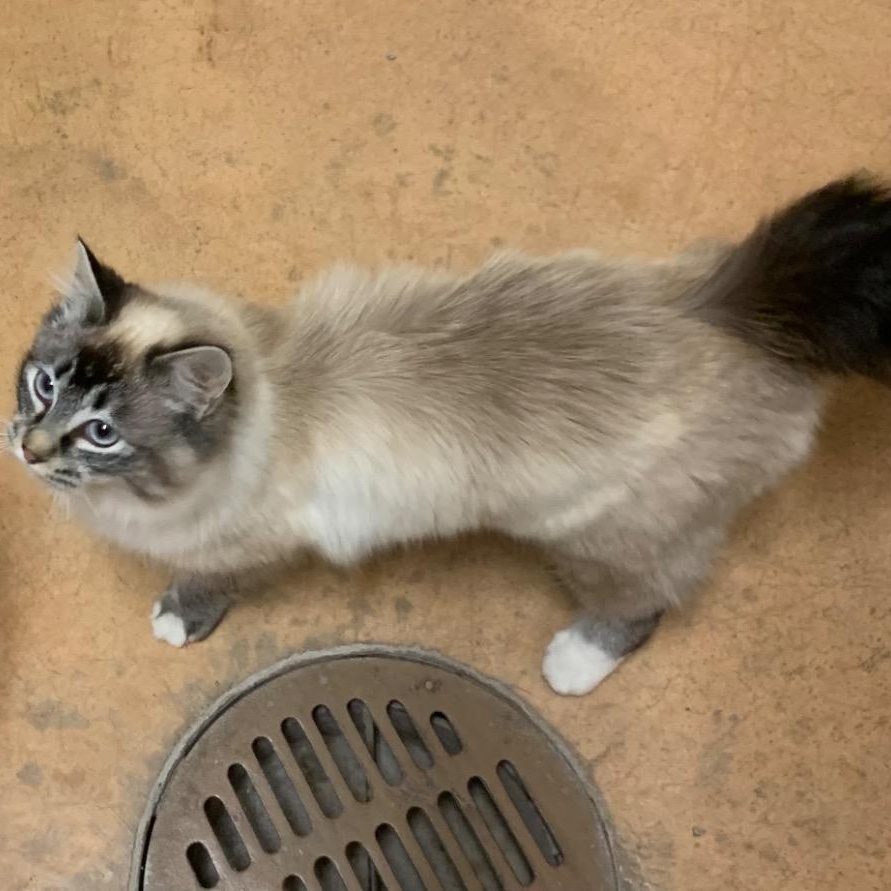 Enlarge Gary, an adopted mixed breed in Thayne, WY image 4/4