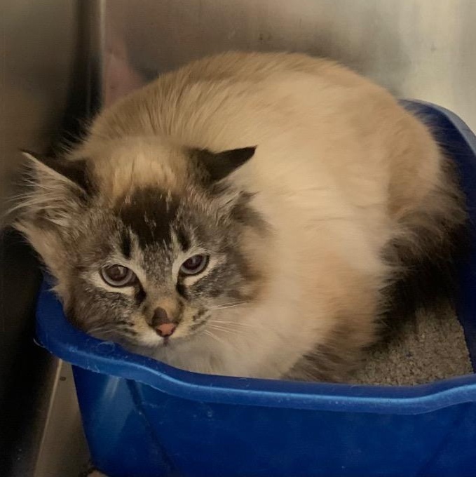 Enlarge Gary, an adopted mixed breed in Thayne, WY image 3/4