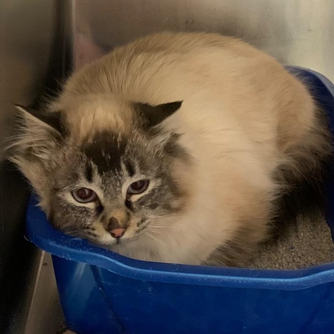 Enlarge Gary, an adopted mixed breed in Thayne, WY image 2/4