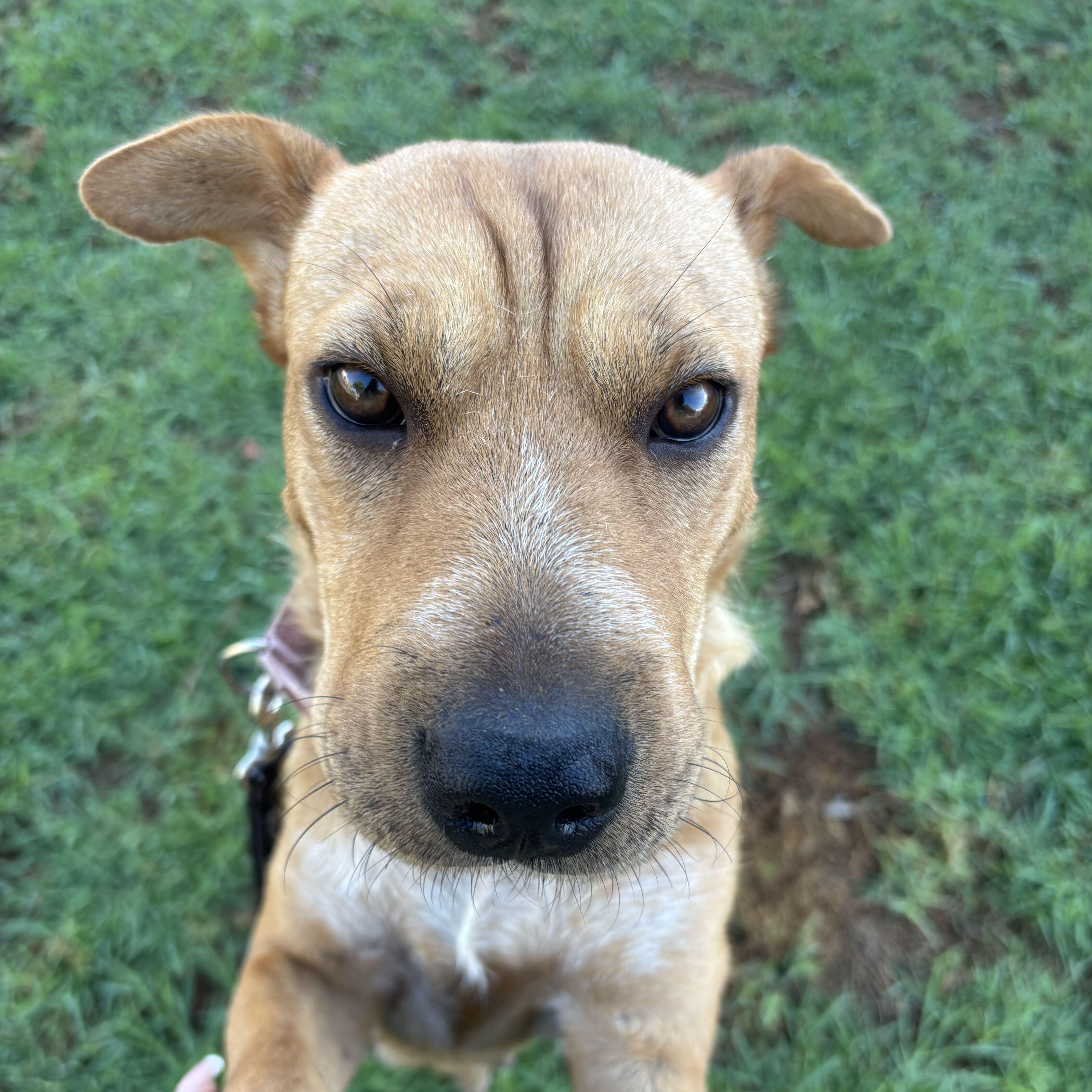 Hazel, Adoptable, Adult Female Shar-Pei.