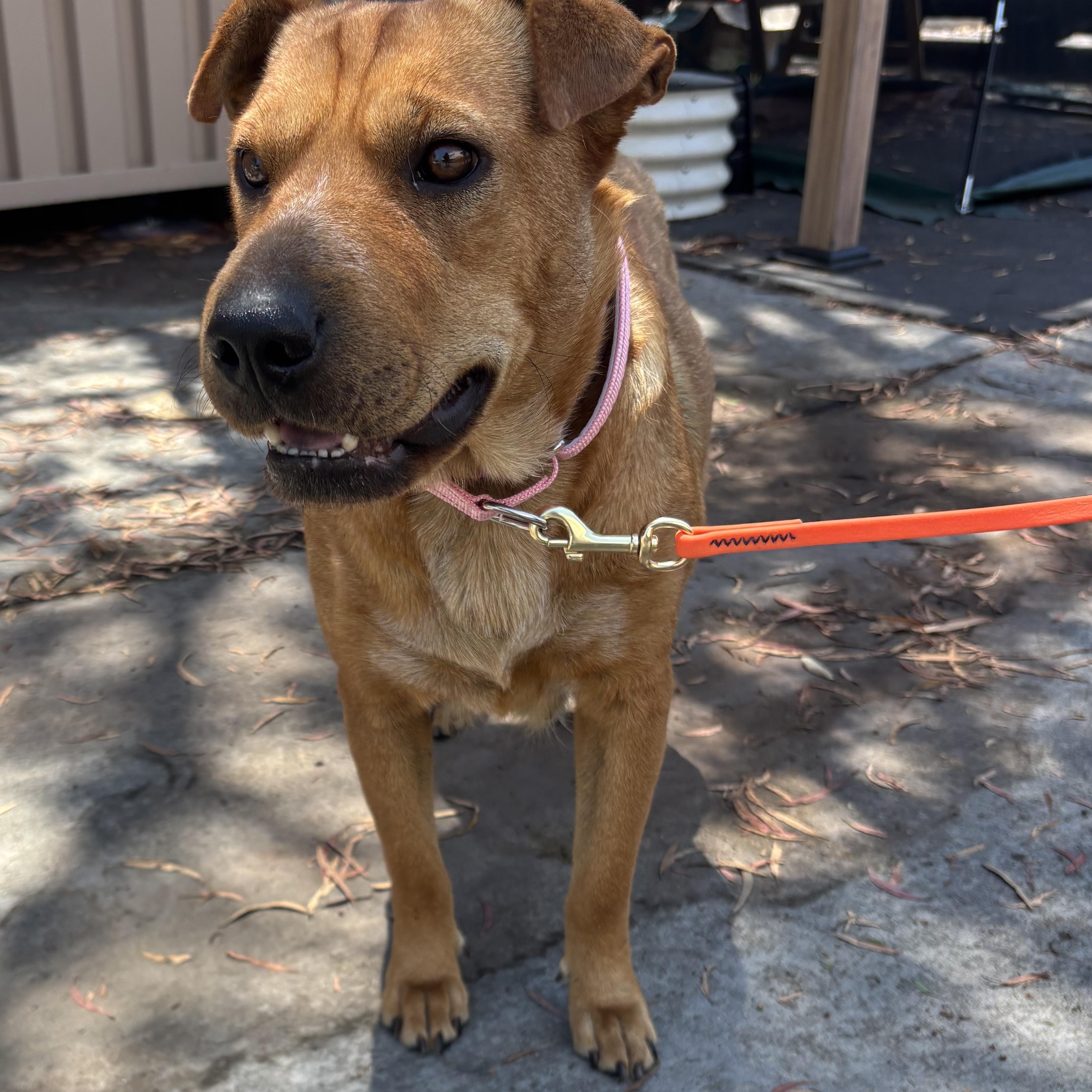Hazel, a ADOPTABLE mixed breed in Rancho Santa Margarita, CA image 2/2