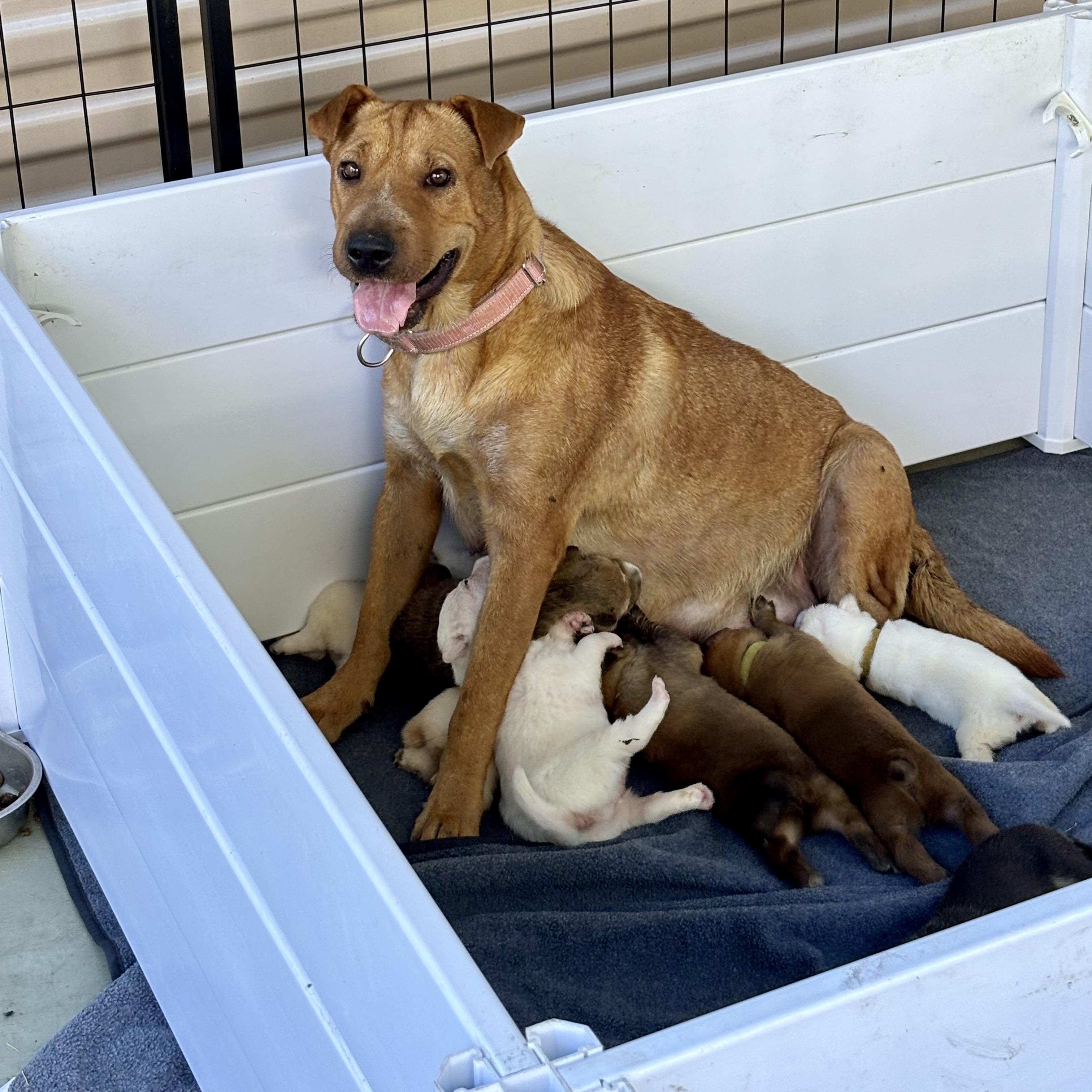 Hazel, ADOPTABLE, Adult Female Shar-Pei.