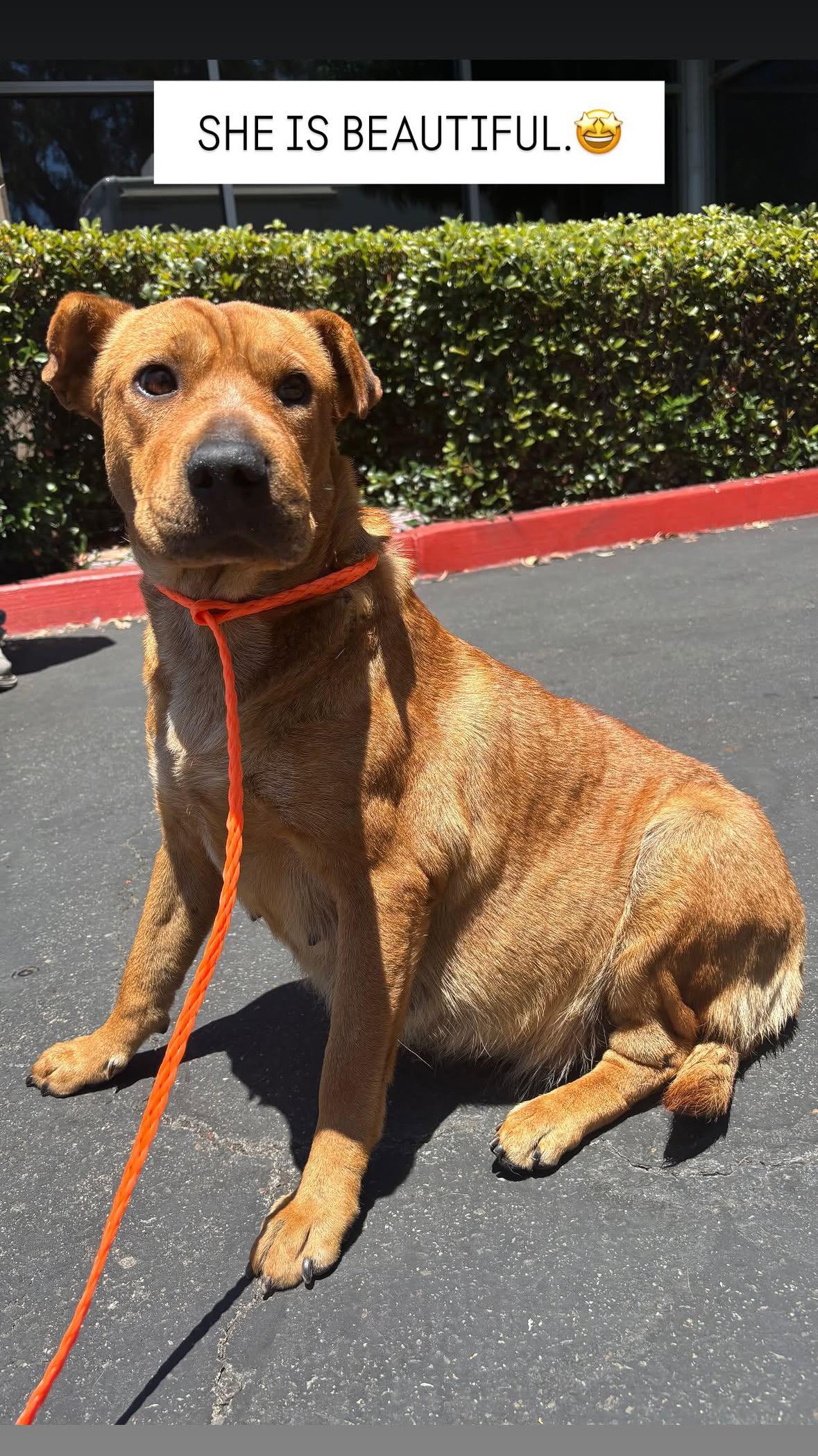 Hazel, ADOPTABLE, Adult Female Shar-Pei.