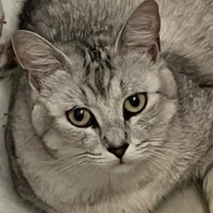 Silver, ADOPTABLE, Adult Female Tabby.