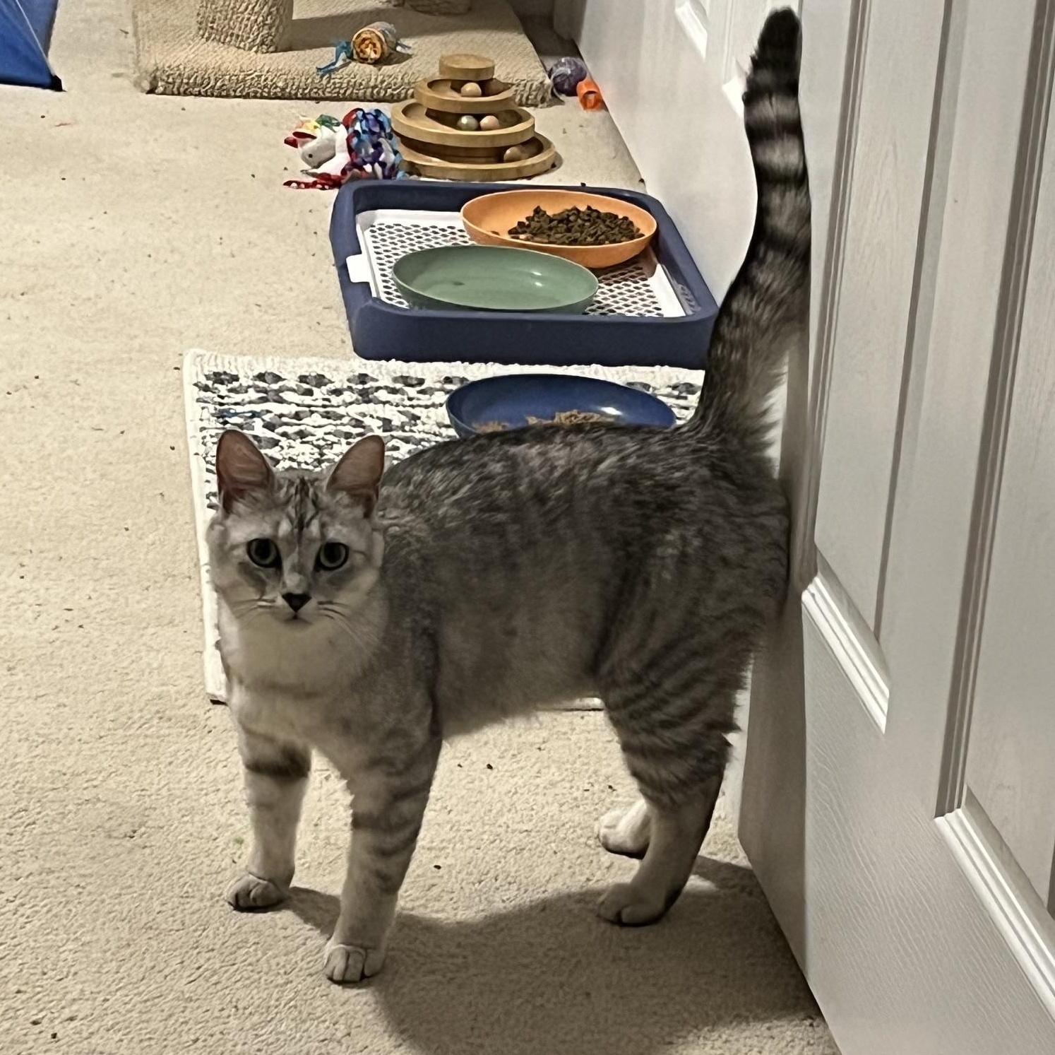 Enlarge Silver, a ADOPTABLE Tabby in Caledon, ON image 3/3