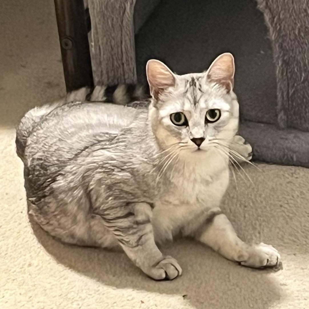 Enlarge Silver, a ADOPTABLE Tabby in Caledon, ON image 2/3