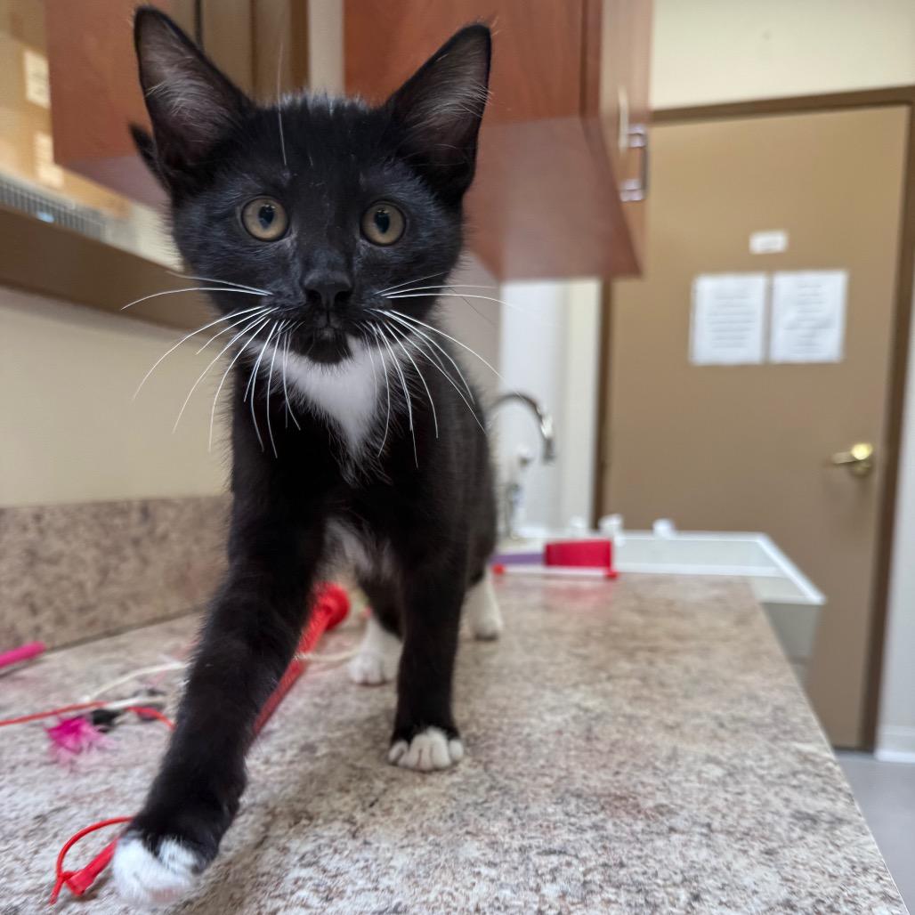 Stizzy, Adoptable, Kitten Male Domestic Short Hair.