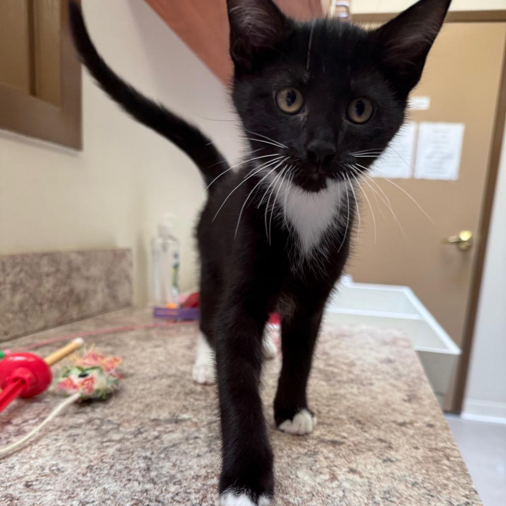 Enlarge Stizzy, a Adoptable Domestic Short Hair in York, PA image 2/4