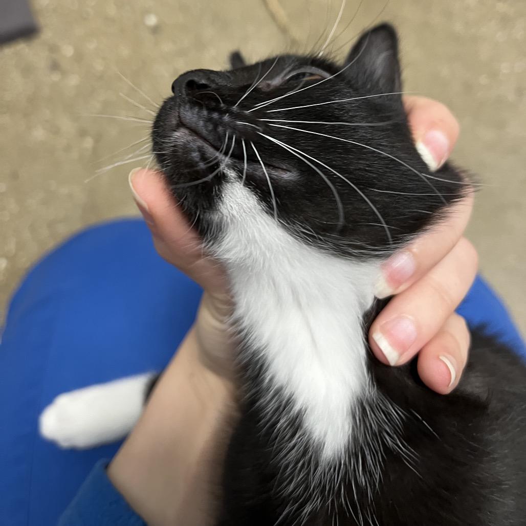 Enlarge Stizzy, a Adoptable Domestic Short Hair in York, PA image 4/4