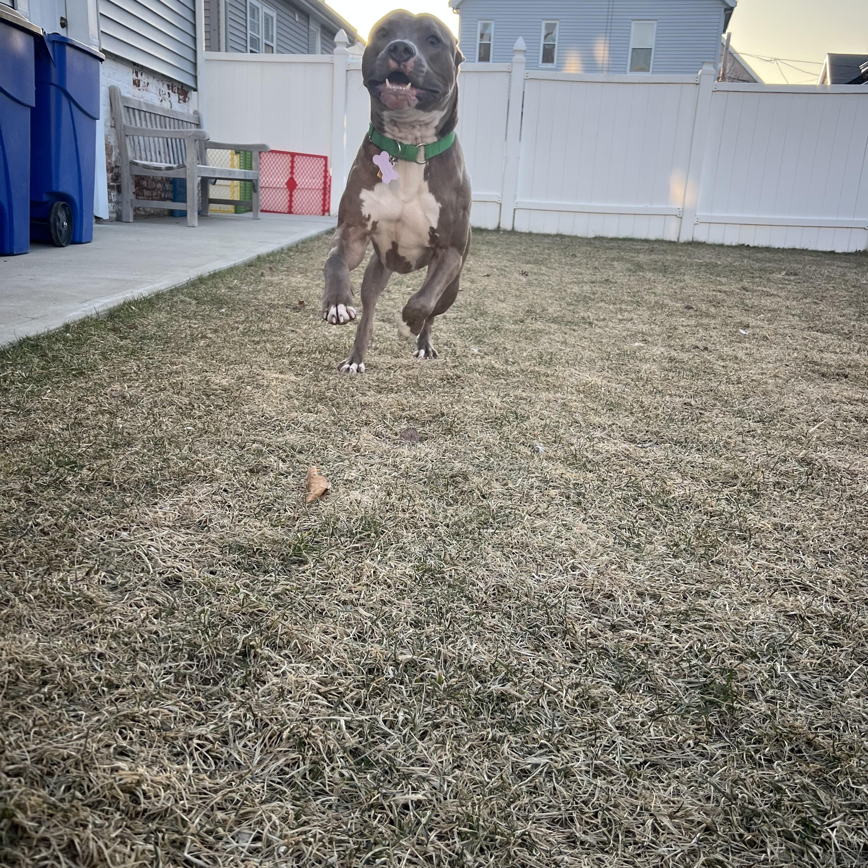 Tyson Dyson, a Adoptable Mixed Breed in East Moriches, NY image 5/6