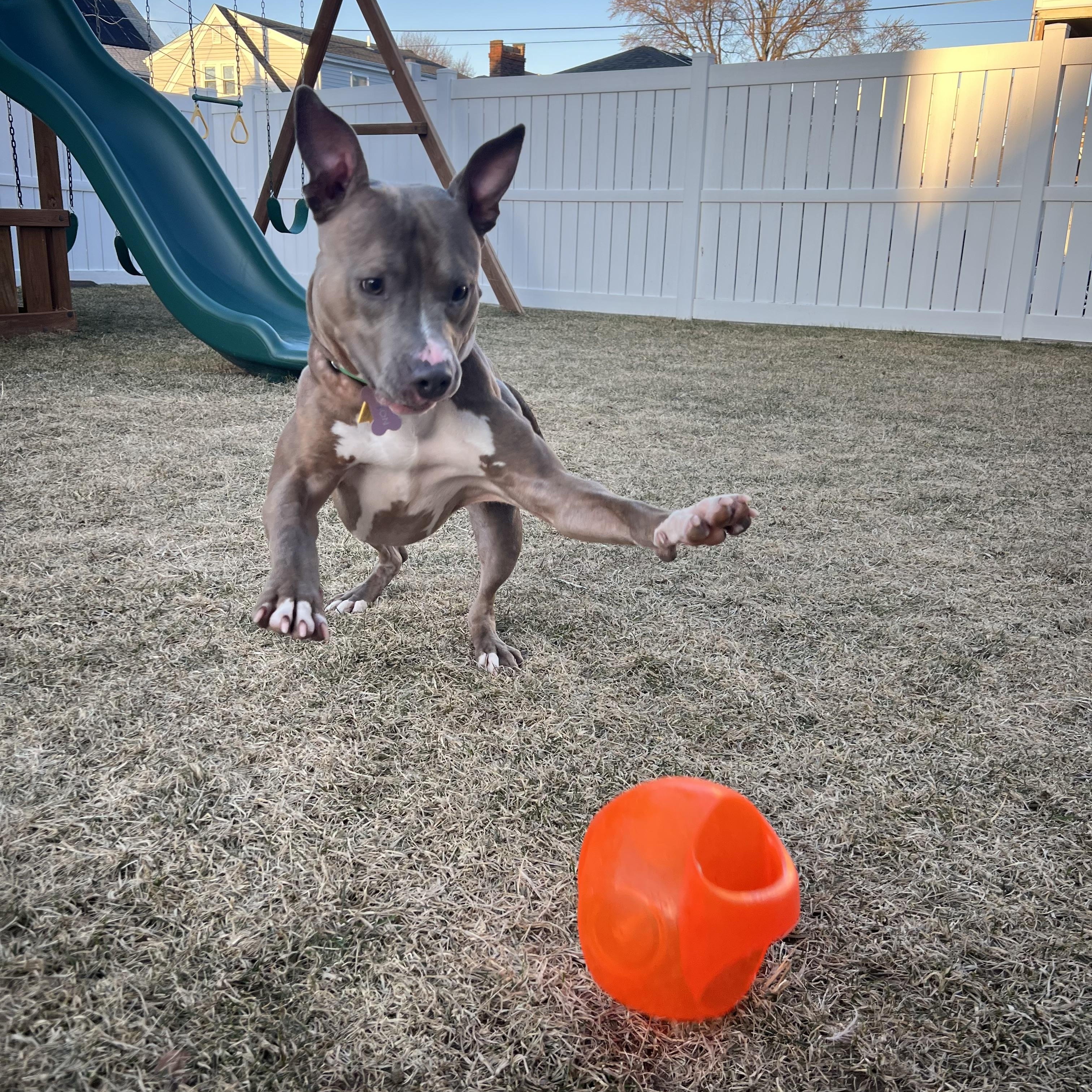 Tyson Dyson, a Adoptable Mixed Breed in East Moriches, NY image 6/6