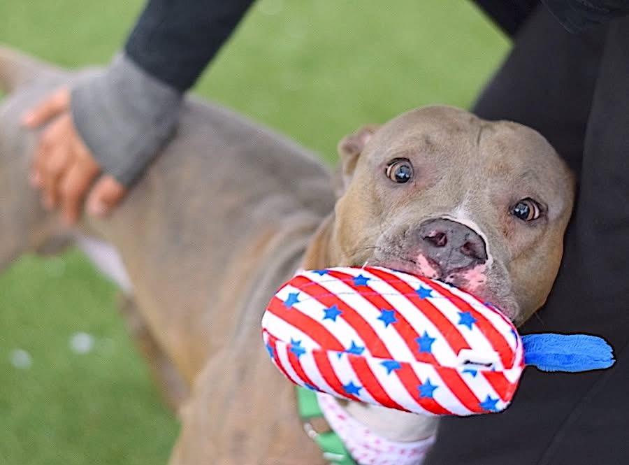 Tyson Dyson, Adoptable, Young Male Mixed Breed.