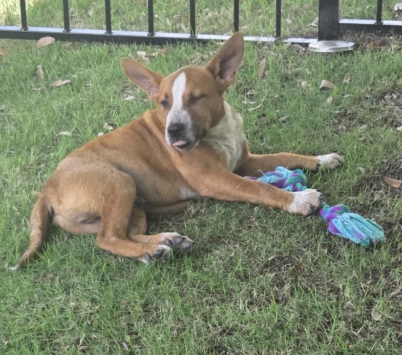 Boomer, a ADOPTABLE mixed breed in Dallas, TX image 3/6
