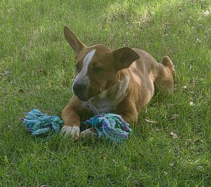 Boomer, ADOPTABLE, Puppy Male Boxer & Shepherd.