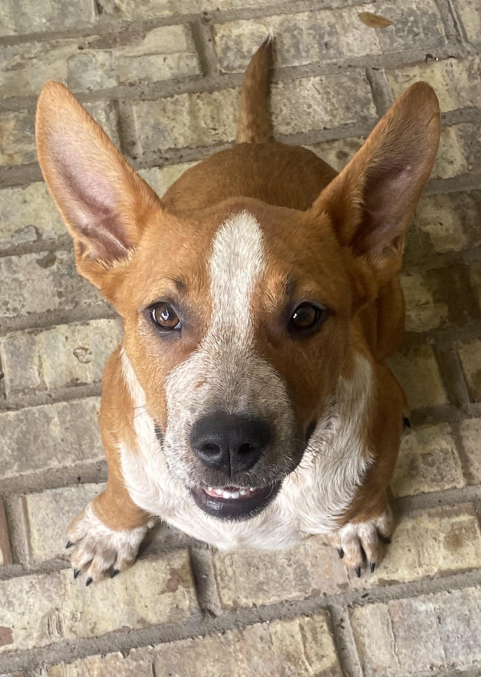 Boomer, a ADOPTABLE mixed breed in Dallas, TX image 5/6