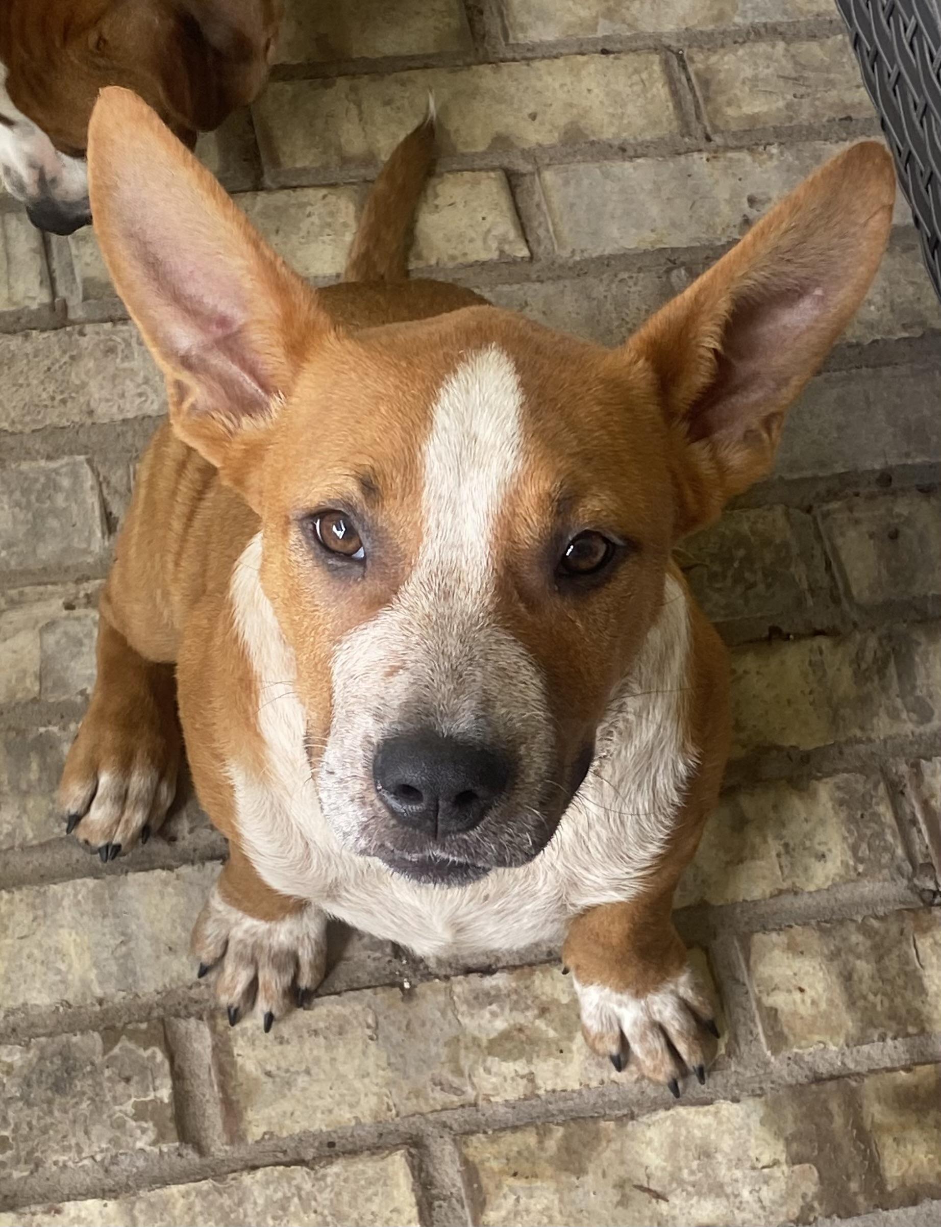 Boomer, a ADOPTABLE mixed breed in Dallas, TX image 6/6