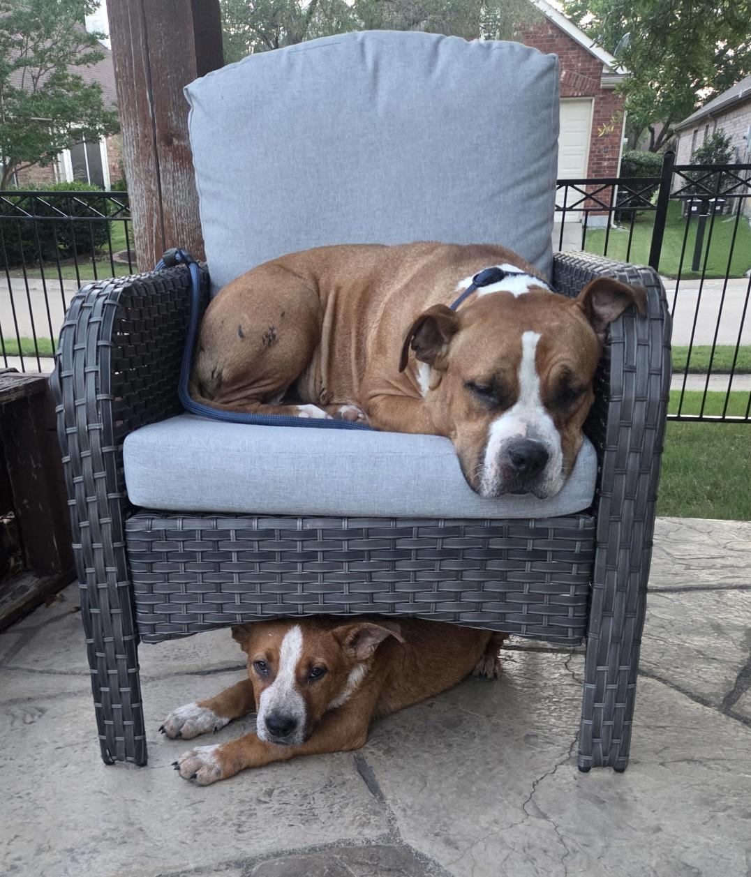 Boomer, a ADOPTABLE mixed breed in Dallas, TX image 2/6