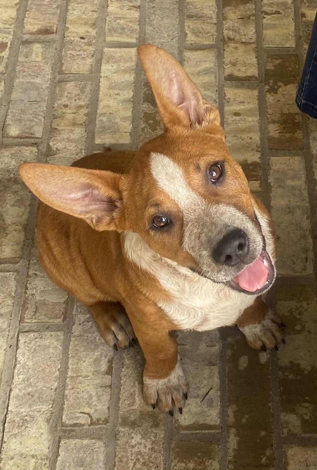Boomer, ADOPTABLE, Puppy Male Boxer & Shepherd.