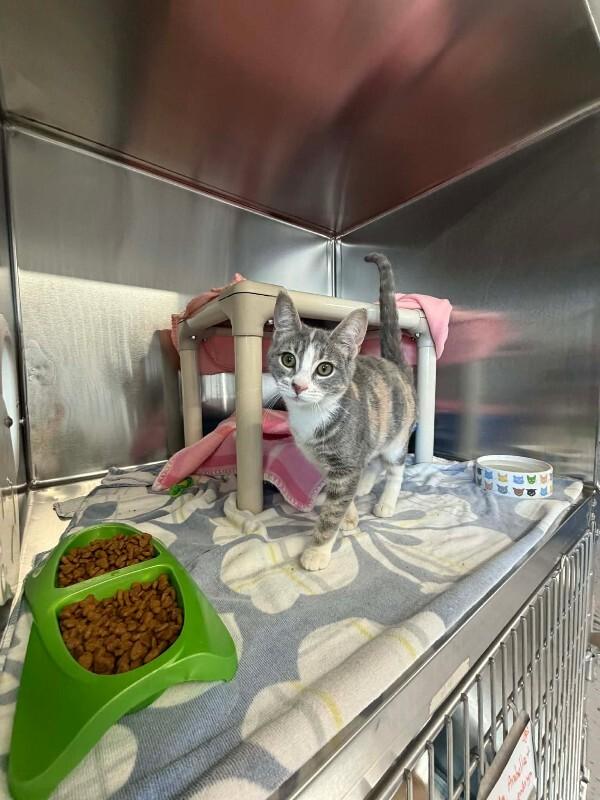 Daphne, Adoptable, Young Female Domestic Short Hair.