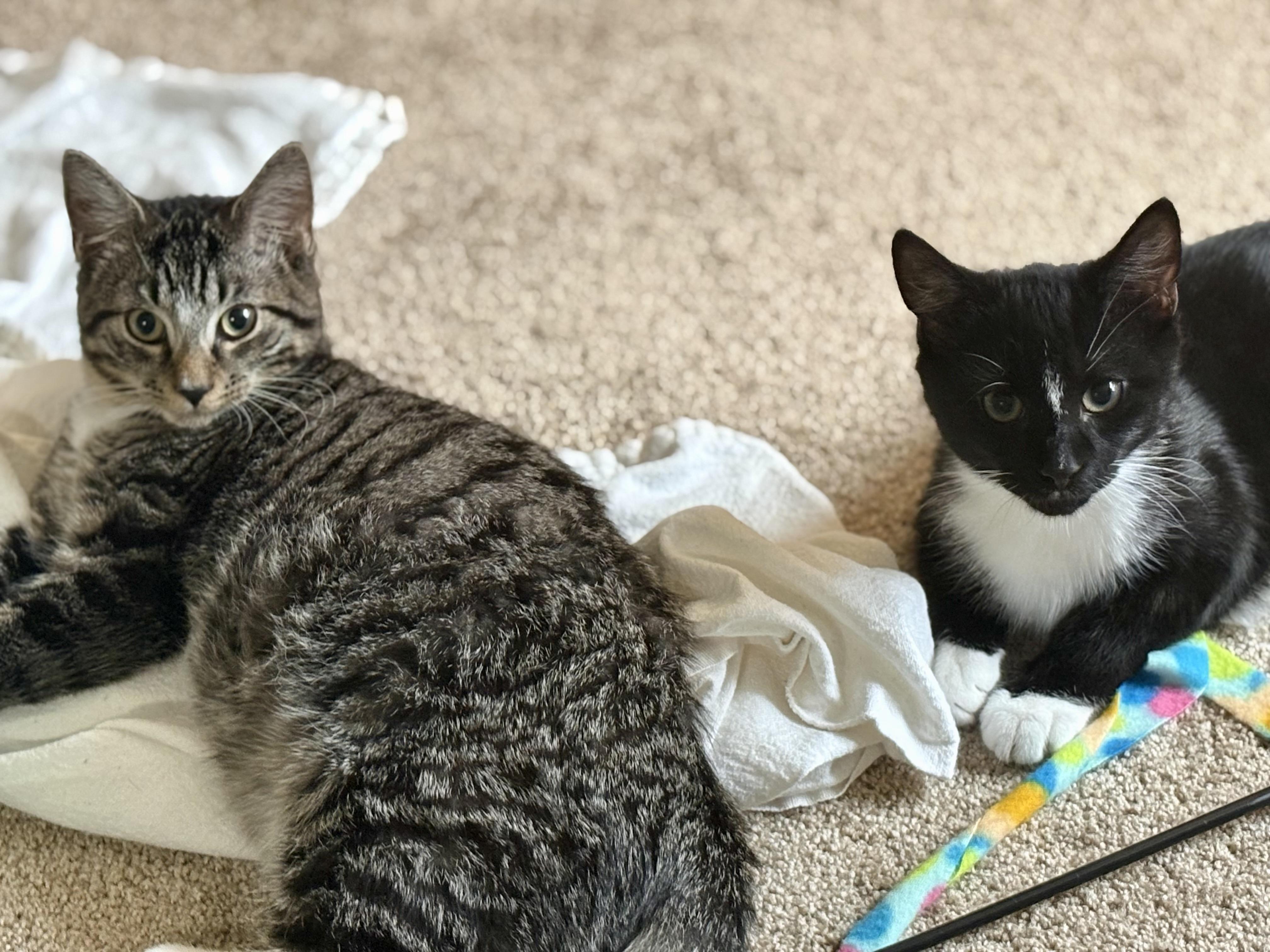 Enlarge Marlin & Guppy, a ADOPTABLE Domestic Short Hair in Andover, CT image 5/6