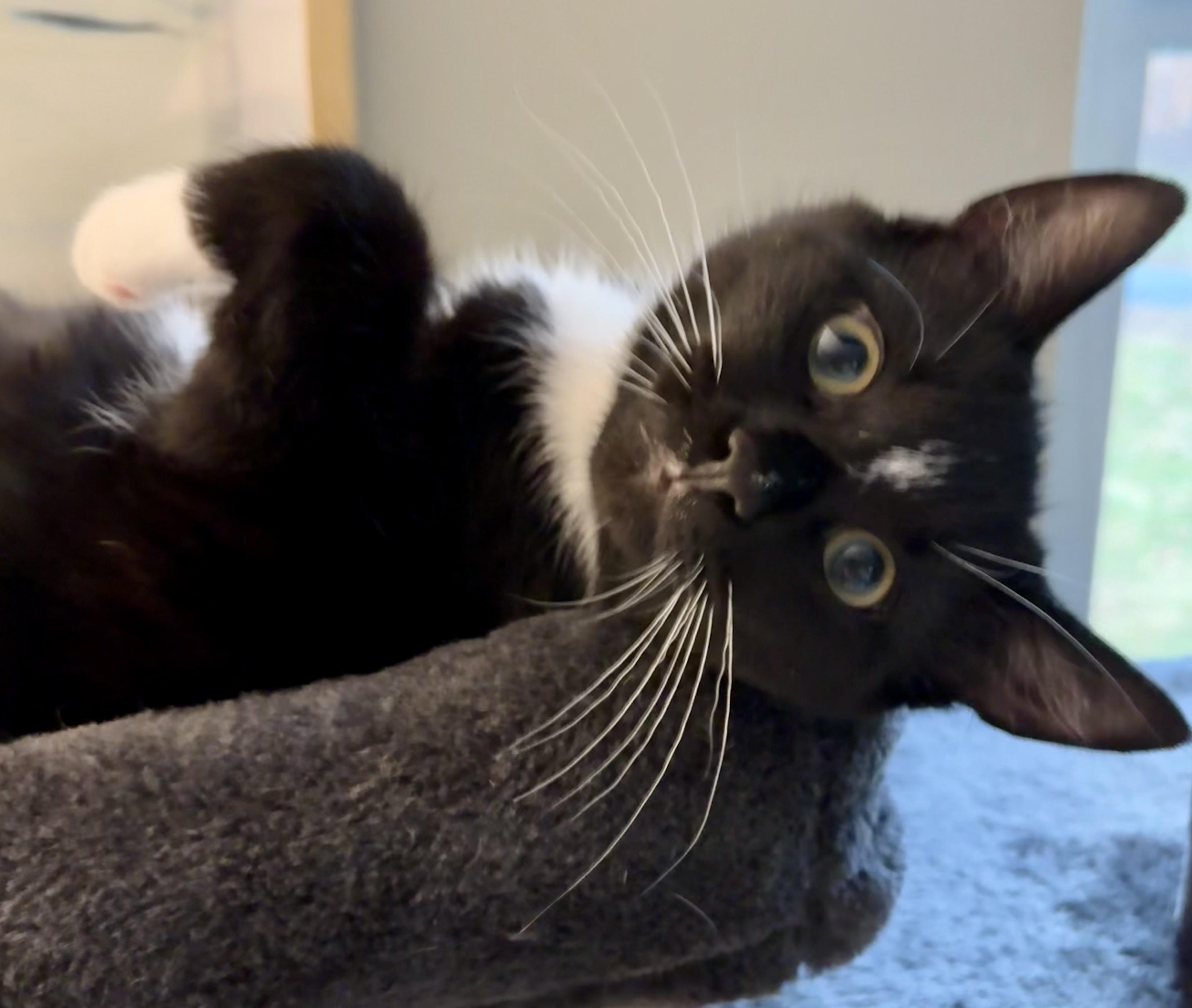 Enlarge Marlin & Guppy, a ADOPTABLE Domestic Short Hair in Andover, CT image 6/6