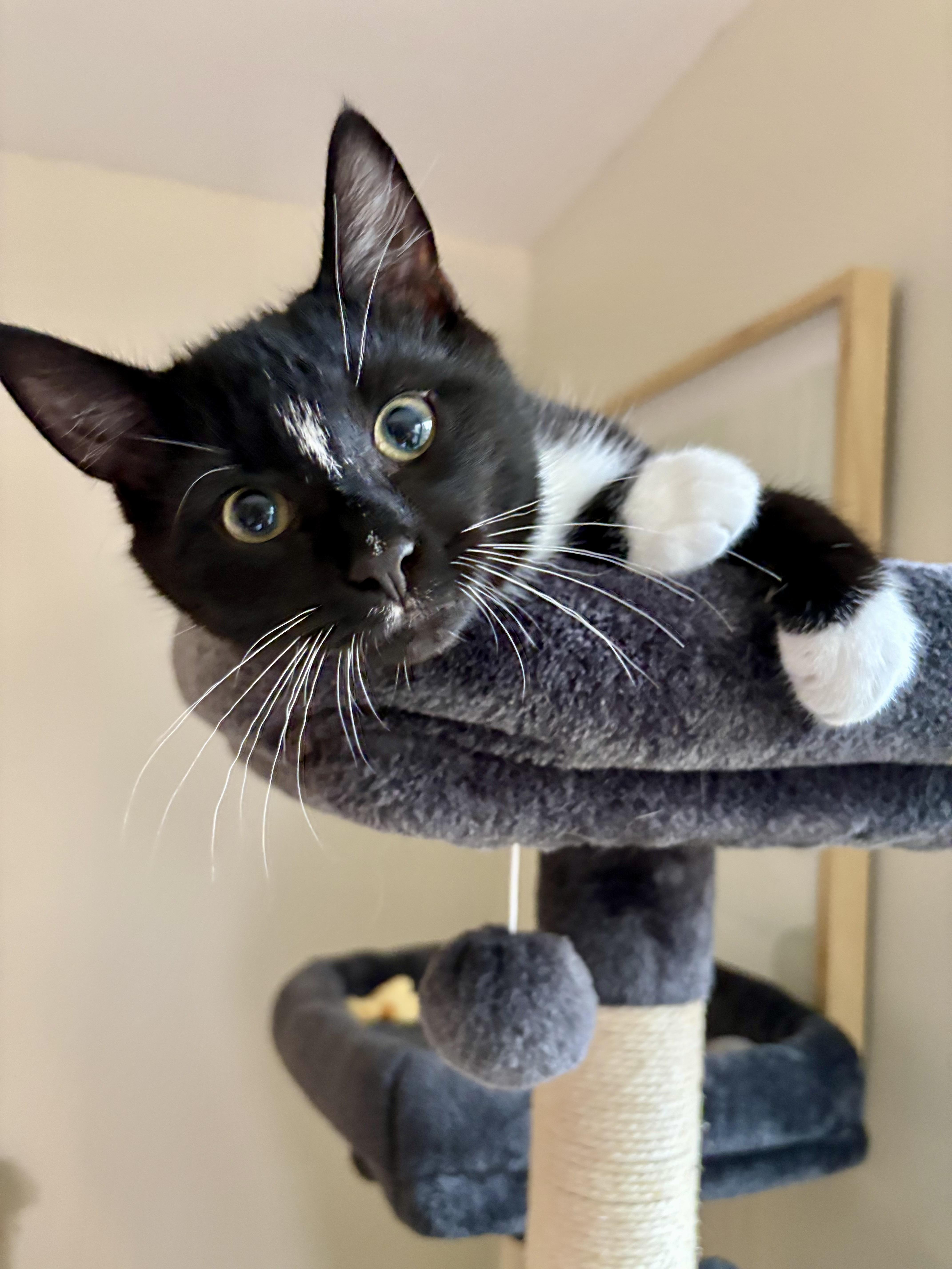 Enlarge Marlin & Guppy, a ADOPTABLE Domestic Short Hair in Andover, CT image 1/6