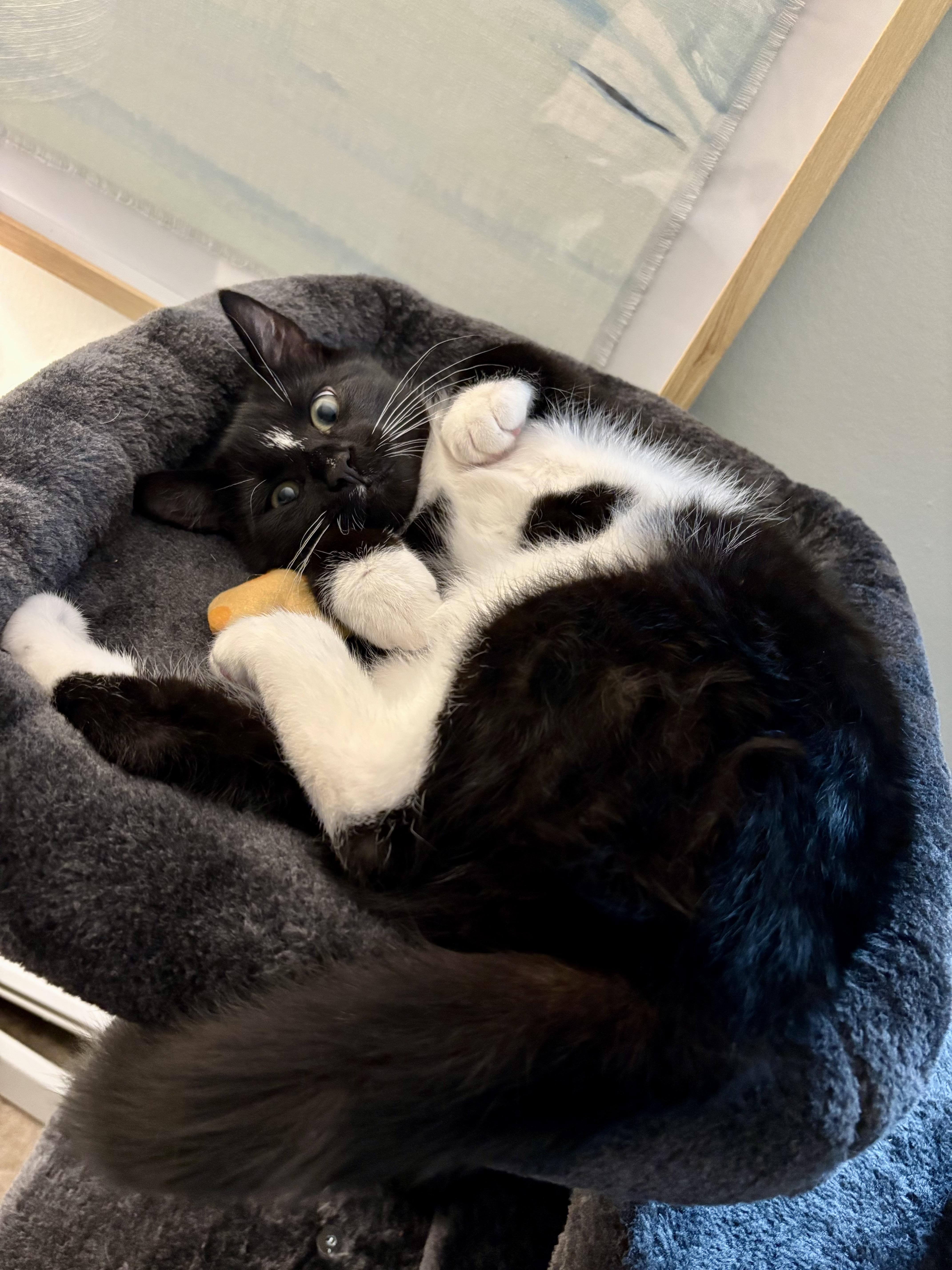 Enlarge Marlin & Guppy, a ADOPTABLE Domestic Short Hair in Andover, CT image 4/6