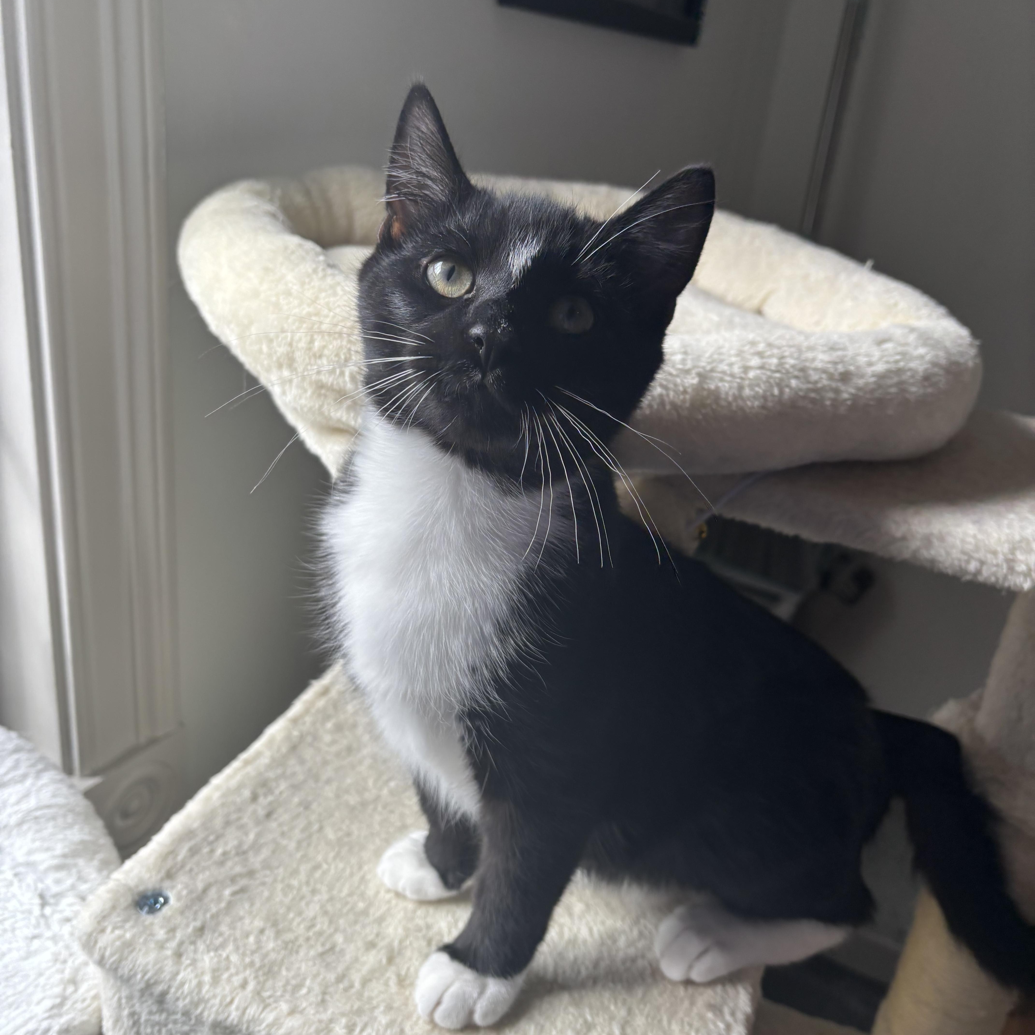 Enlarge Marlin & Guppy, a ADOPTABLE Domestic Short Hair in Andover, CT image 2/6