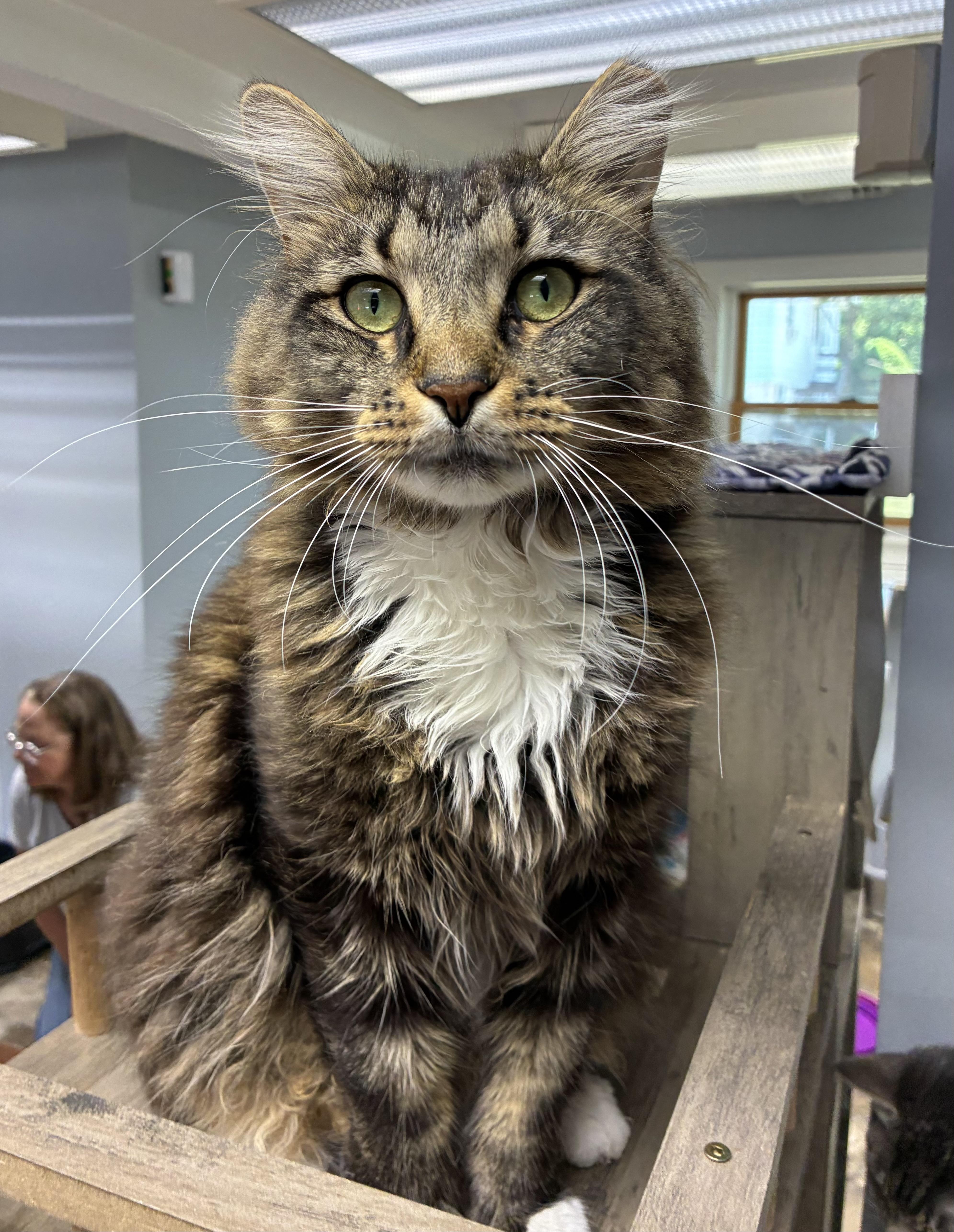Enlarge Druid, a ADOPTABLE Domestic Long Hair in Breinigsville, PA image 1/1