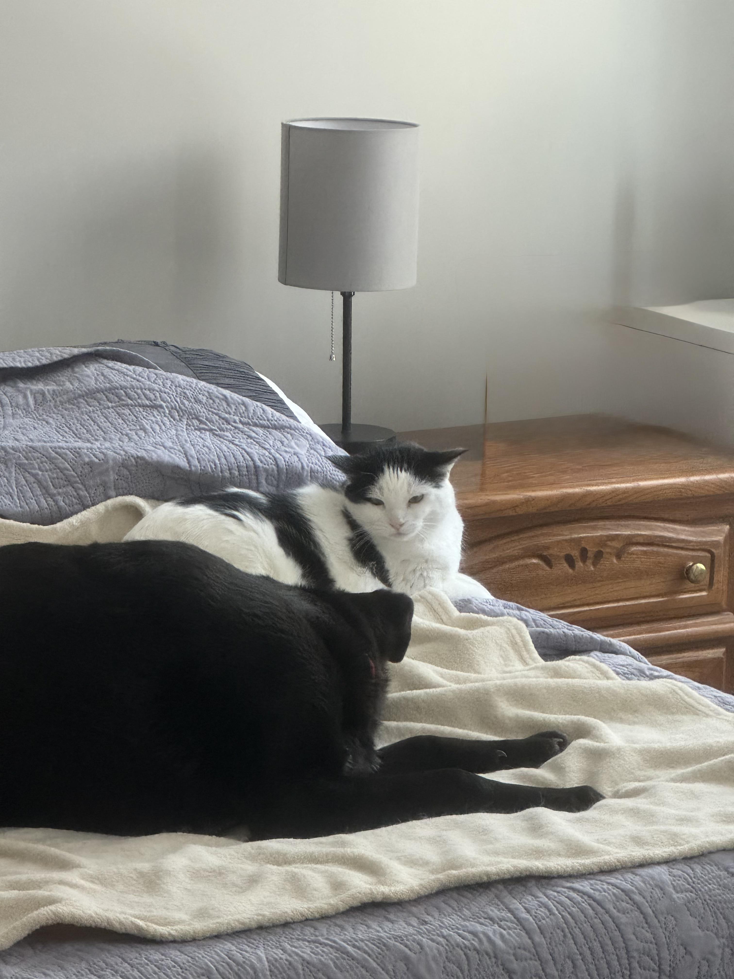 Enlarge Aggie- COME MEET ME!, a Adoptable mixed breed in Medfield, MA image 2/6