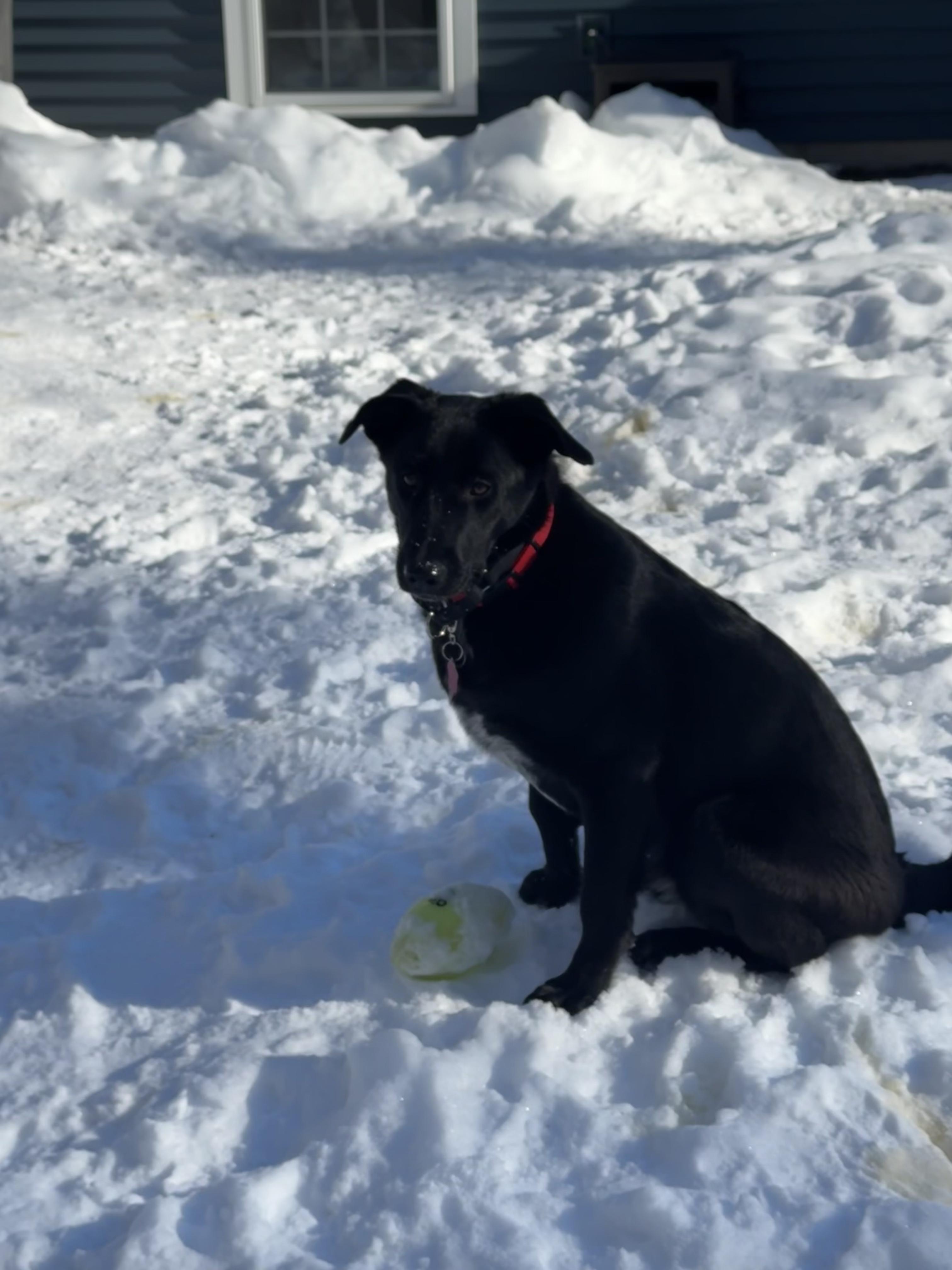Enlarge Aggie- COME MEET ME!, a Adoptable mixed breed in Medfield, MA image 3/6