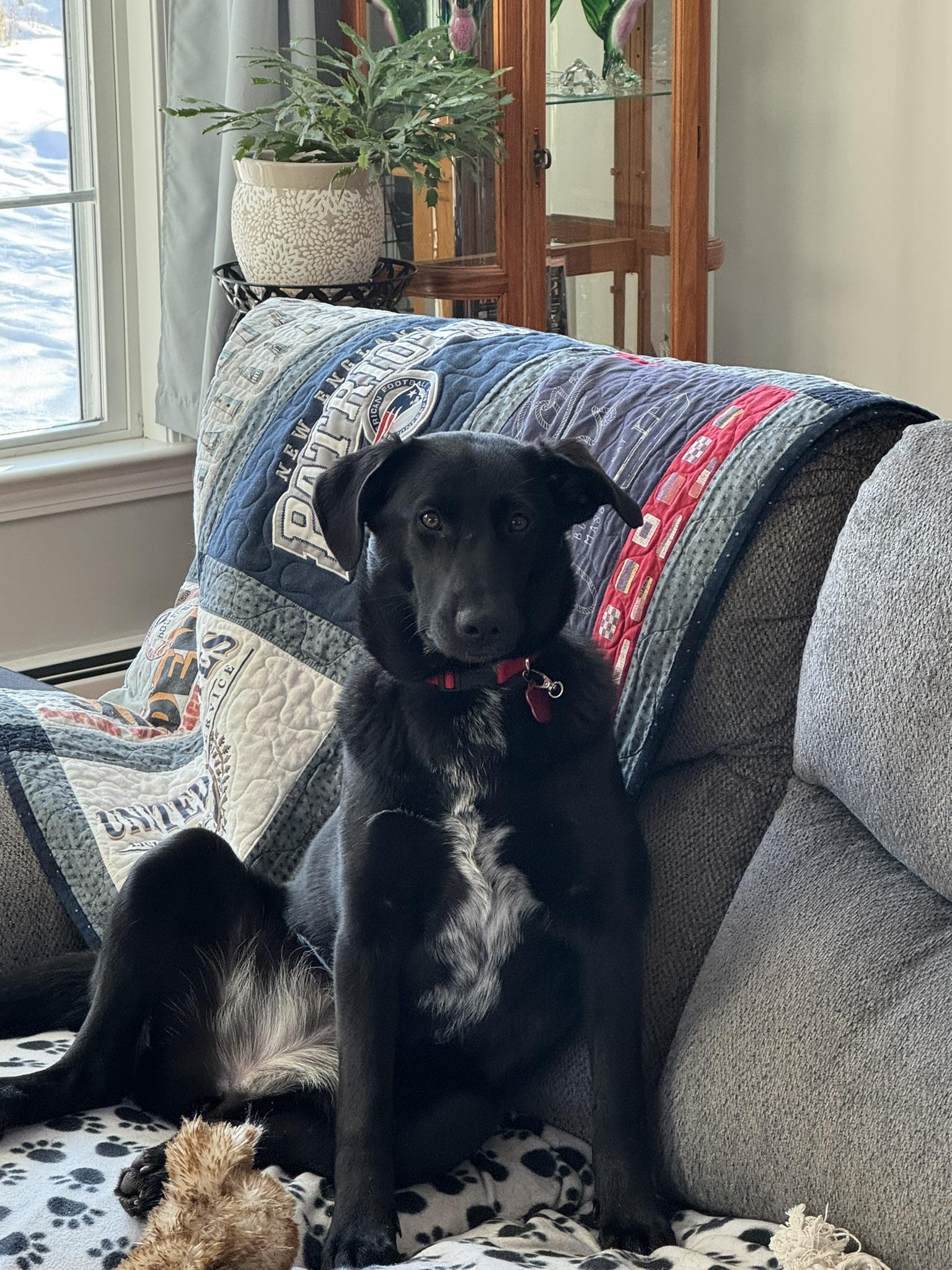 Aggie- COME MEET ME!, Adoptable, Puppy Female Australian Cattle Dog / Blue Heeler & Mixed Breed.