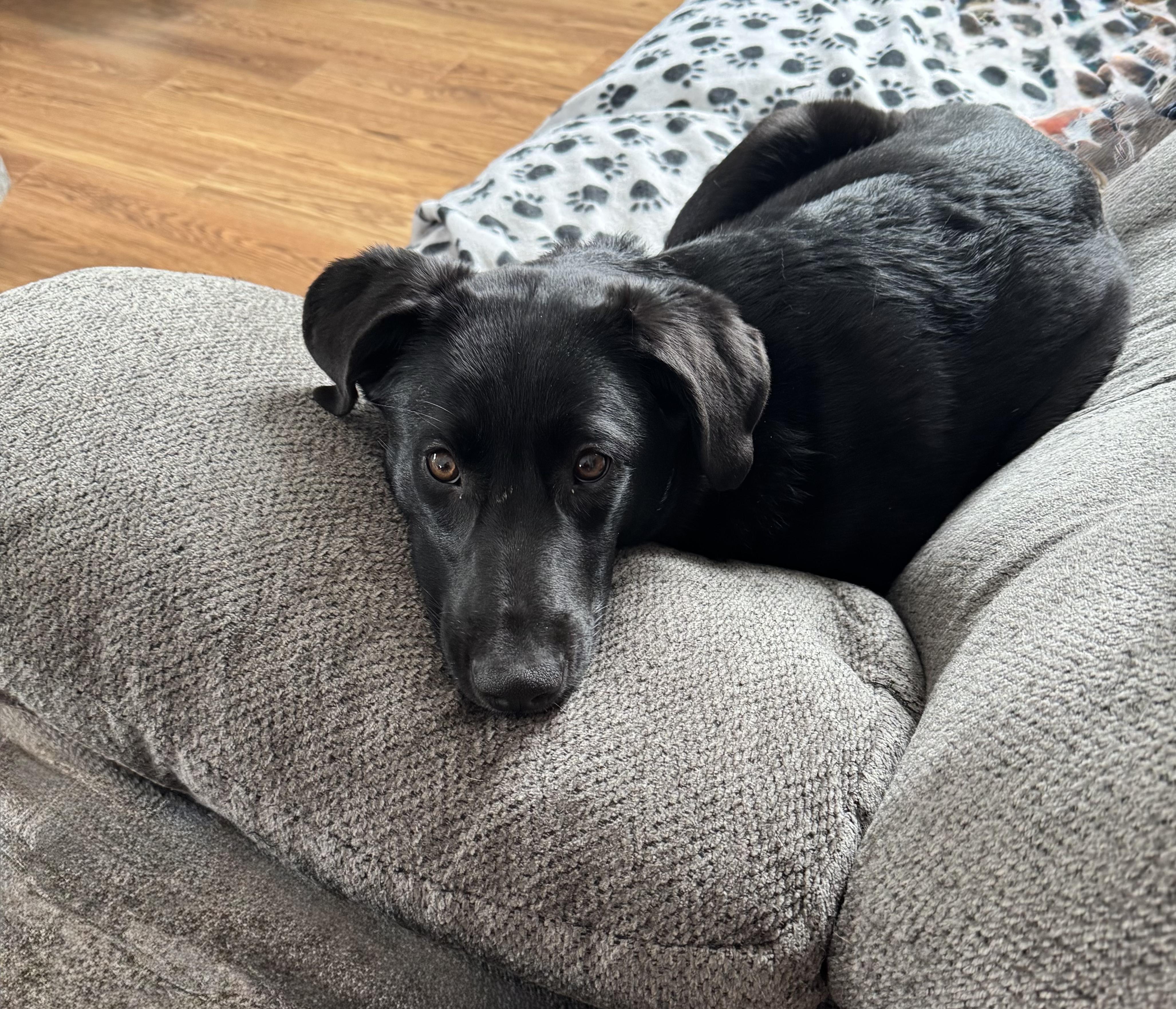 Enlarge Aggie- COME MEET ME!, a Adoptable mixed breed in Medfield, MA image 5/6