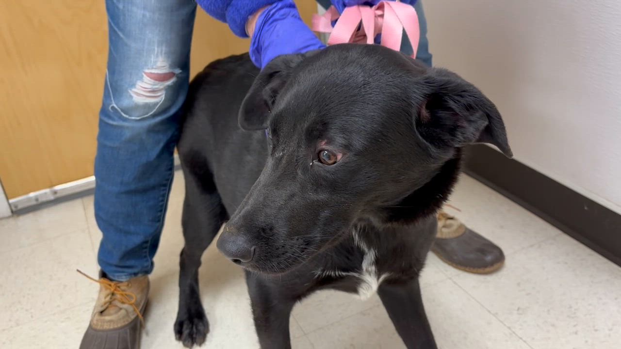 Enlarge Aggie- COME MEET ME!, a Adoptable mixed breed in Medfield, MA video 6/6