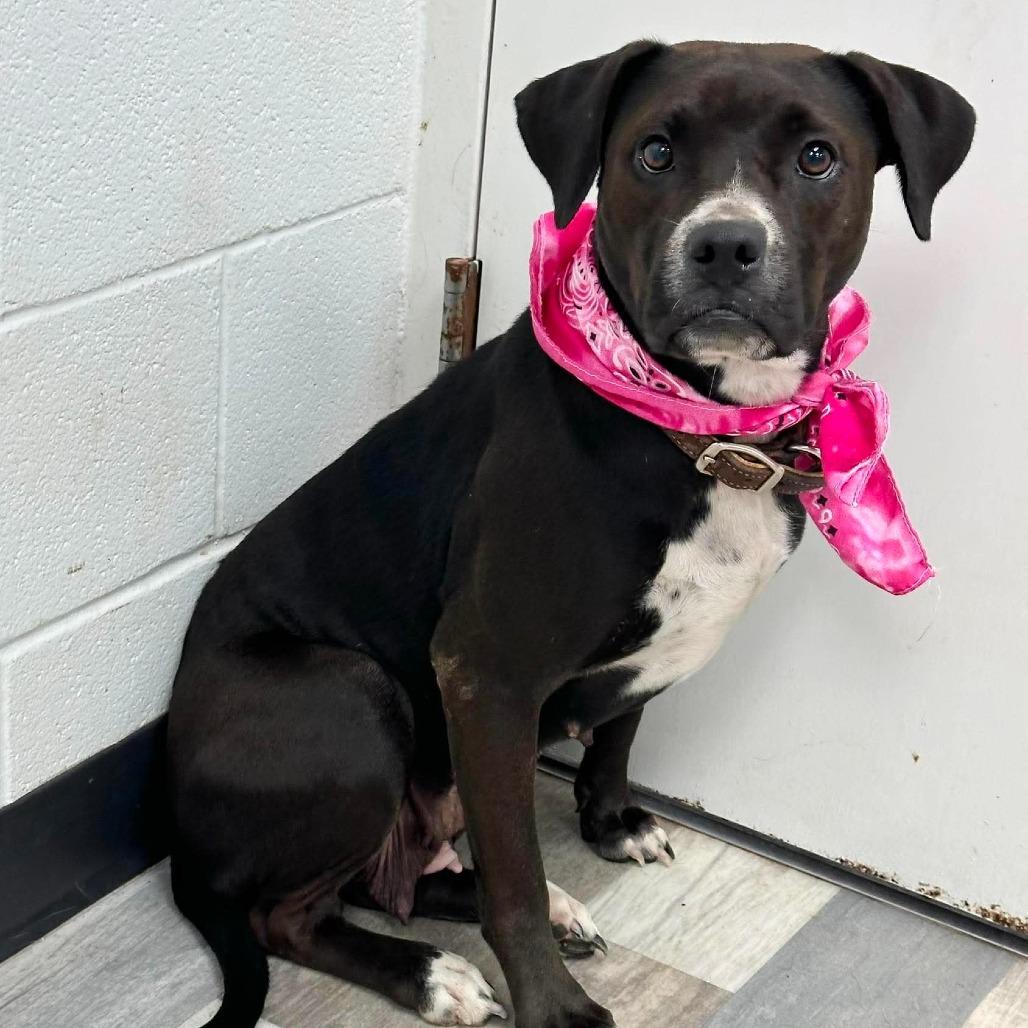 Lily, Adoptable, Adult Female Mixed Breed.