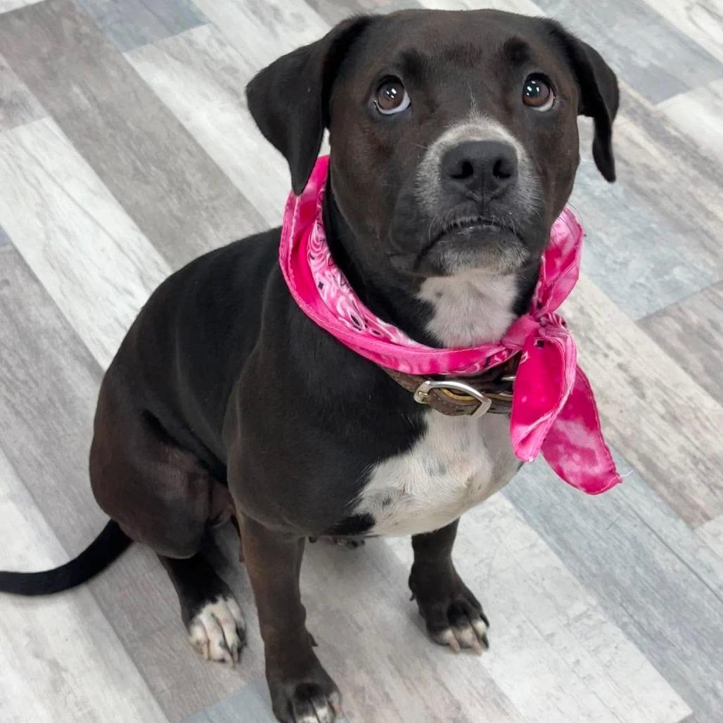 Enlarge Lily, a Adoptable Mixed Breed in Lufkin, TX image 2/4
