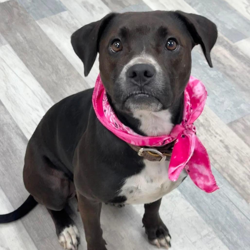 Enlarge Lily, a Adoptable Mixed Breed in Lufkin, TX image 3/4