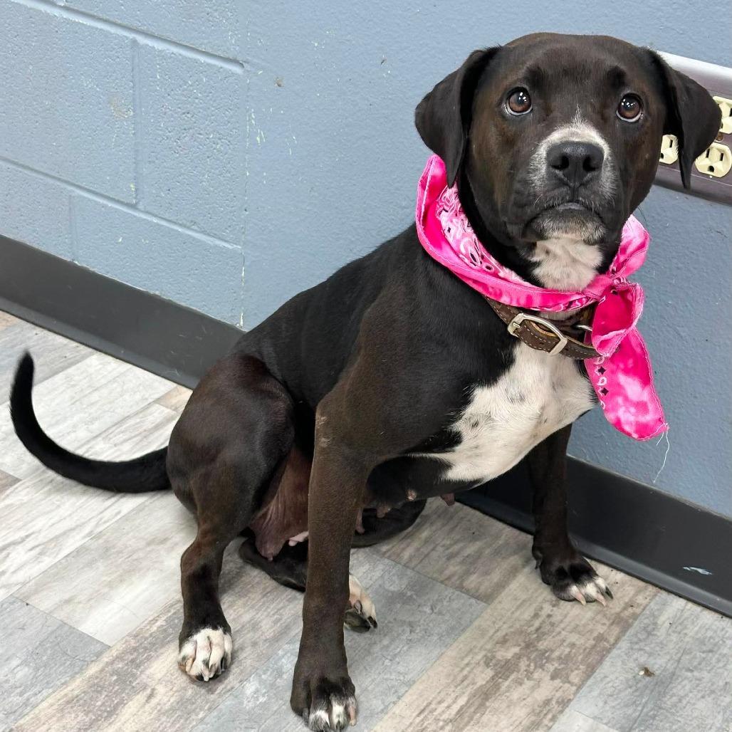 Enlarge Lily, a Adoptable Mixed Breed in Lufkin, TX image 4/4