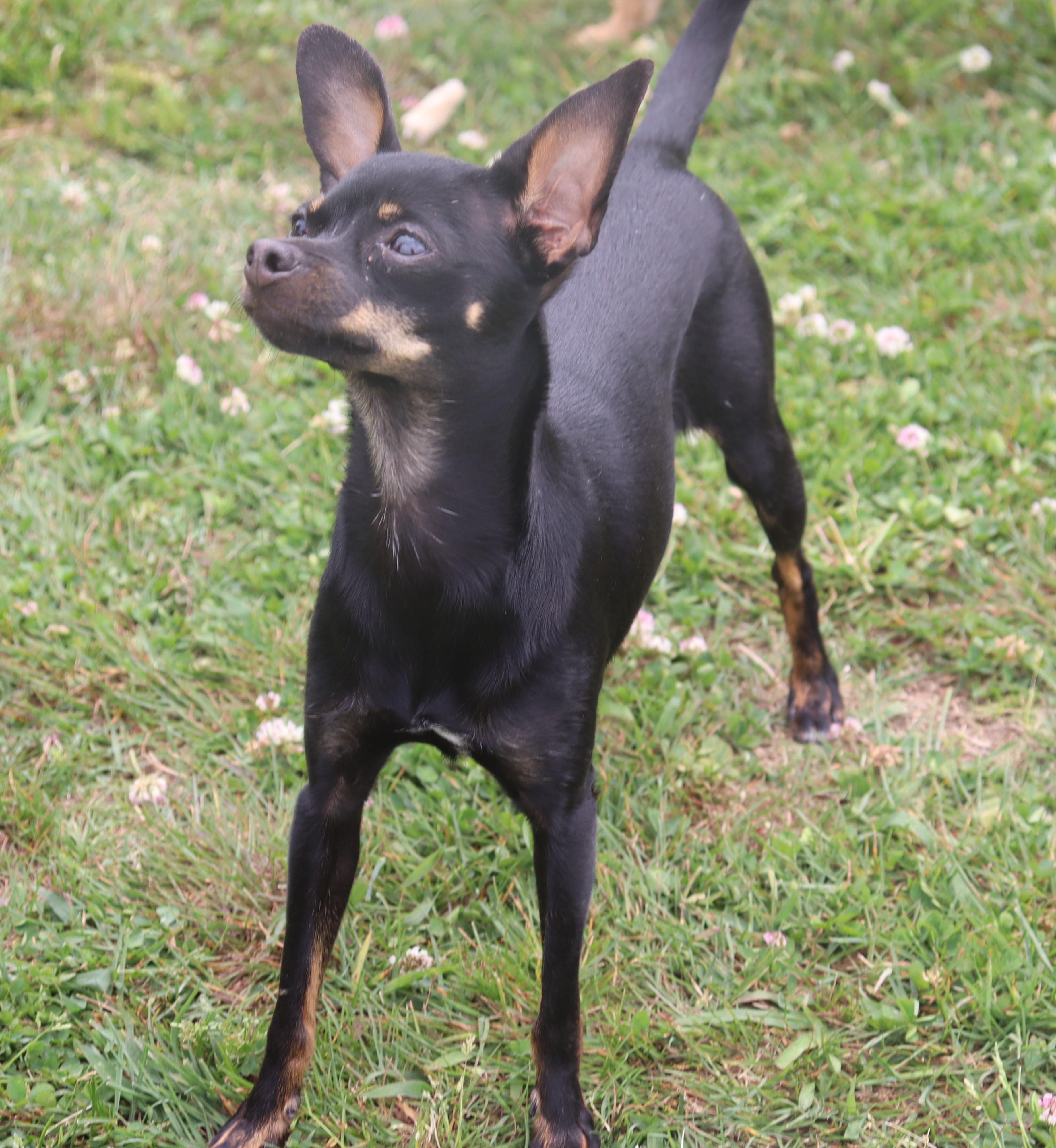 Harleequinn, a Adoptable Chihuahua in Suffern, NY image 4/5