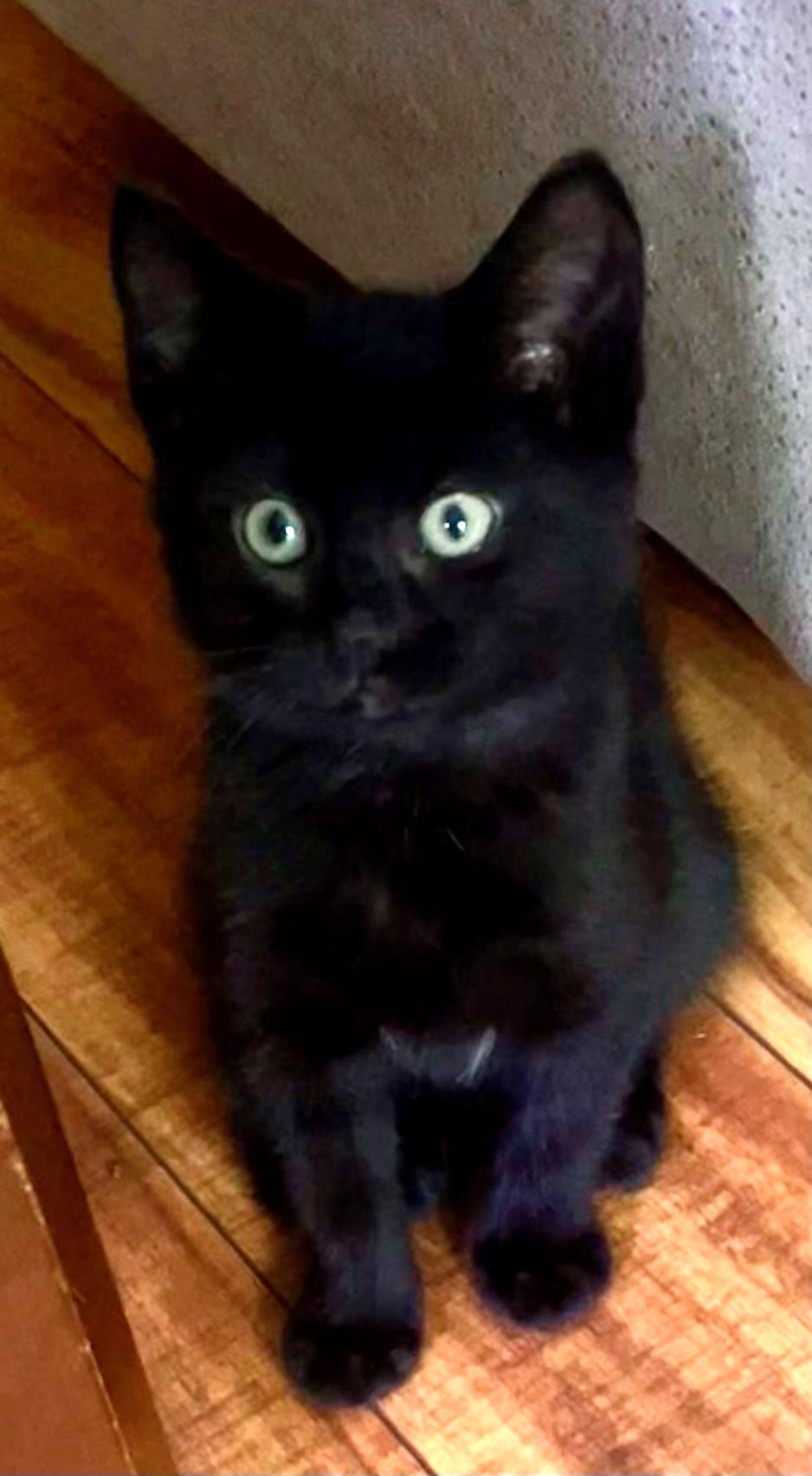 Shiloh, ADOPTABLE, Kitten Female Bombay & American Shorthair.