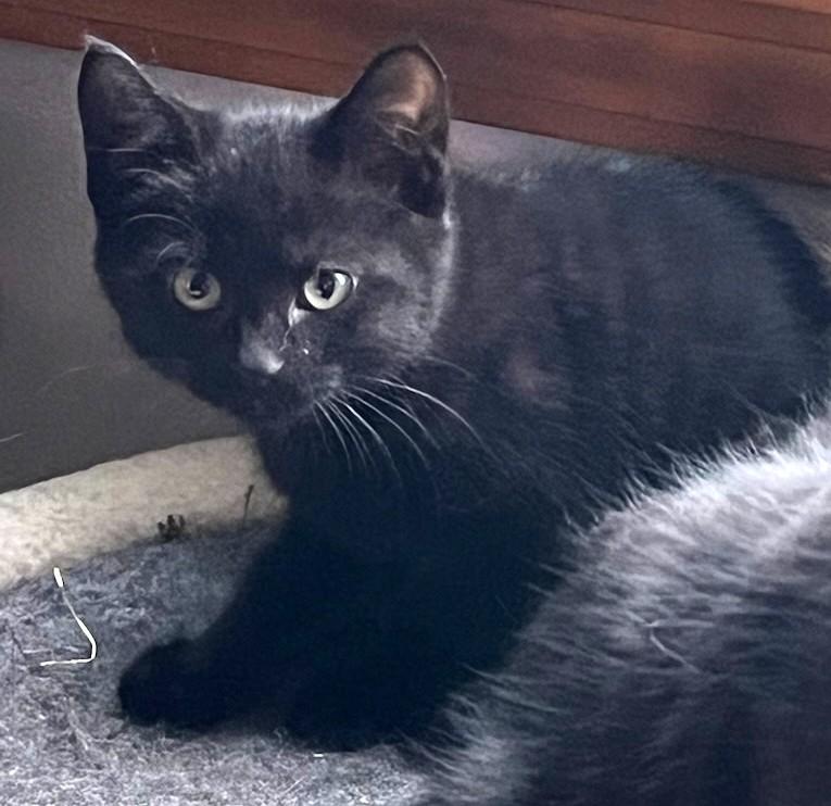 Shiloh, a ADOPTABLE mixed breed in Bow, WA image 2/2