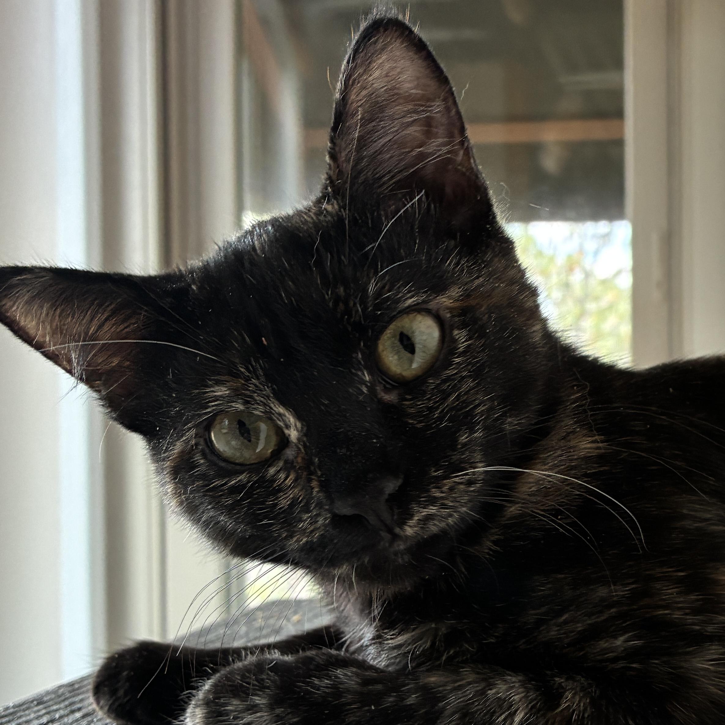 Valencia, Adoptable, Young Female Domestic Short Hair.