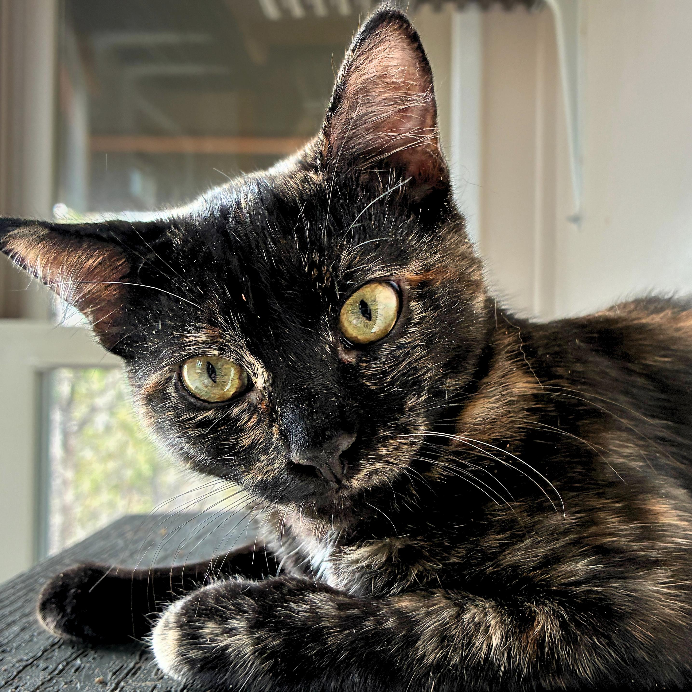 Enlarge Valencia, a Adoptable mixed breed in Santa Fe, NM image 2/2