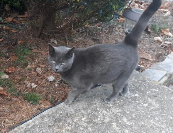 Cissy, Adoptable, Adult Female Domestic Short Hair & Russian Blue.