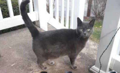 Cissy, Adoptable, Adult Female Domestic Short Hair & Russian Blue.