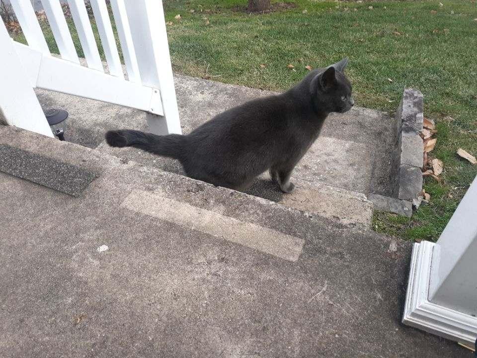 Cissy, a Adoptable mixed breed in Bristol, TN image 4/4