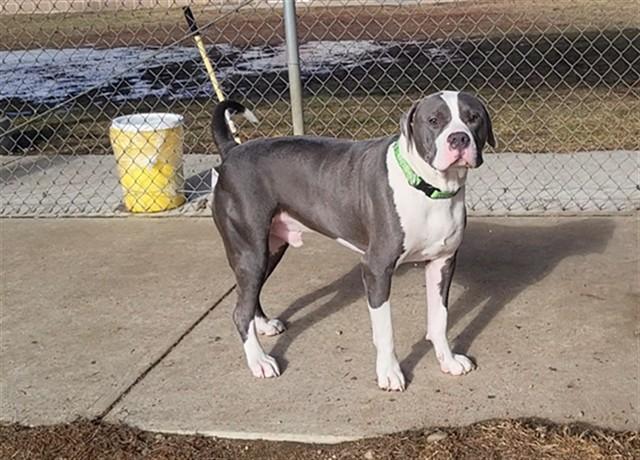 TROOPER, Adoptable, Young Male Pit Bull Terrier & Mixed Breed.