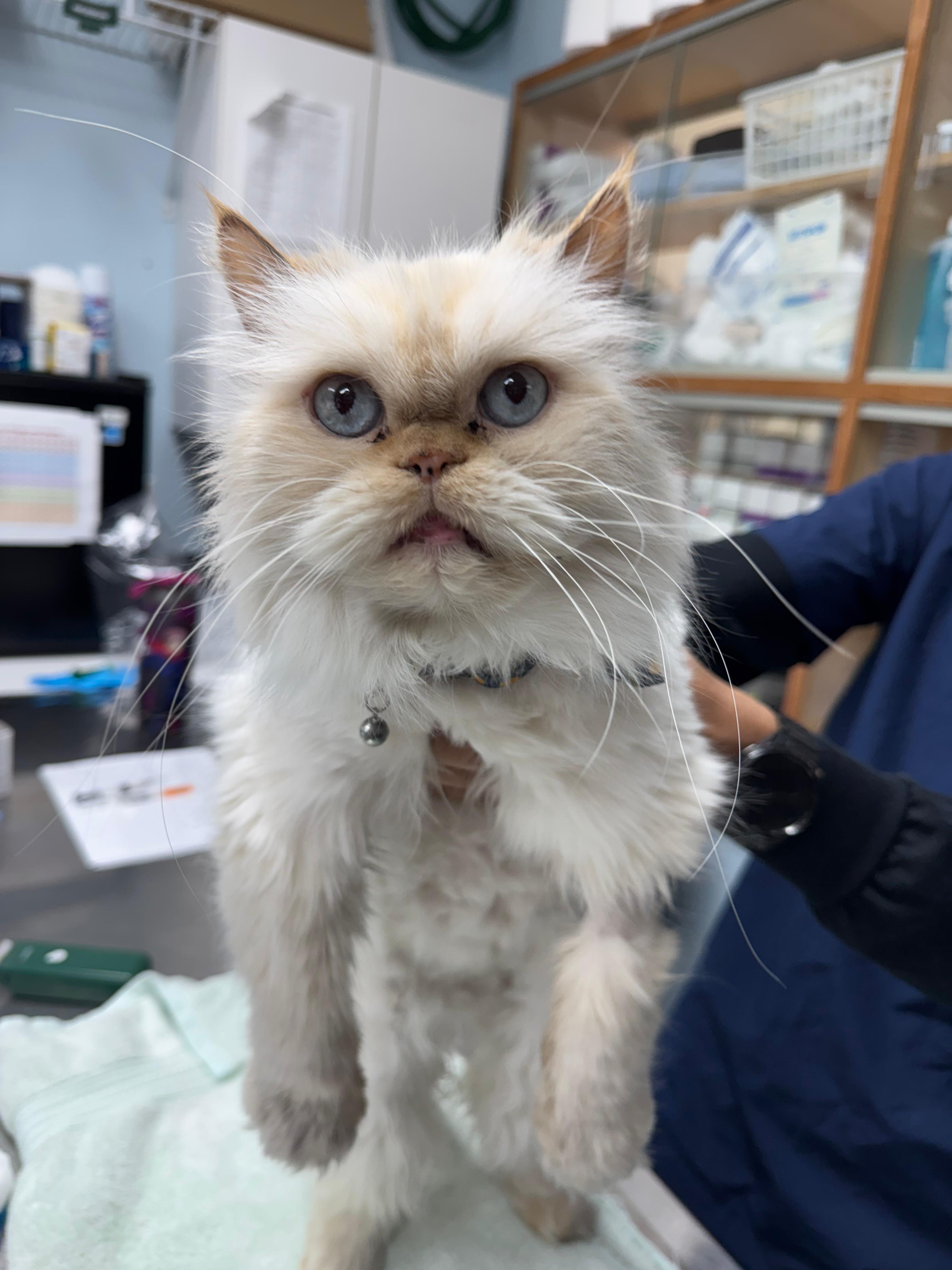 Enlarge Thomas, an adoptable Persian in Brooklyn, NY image 1/2